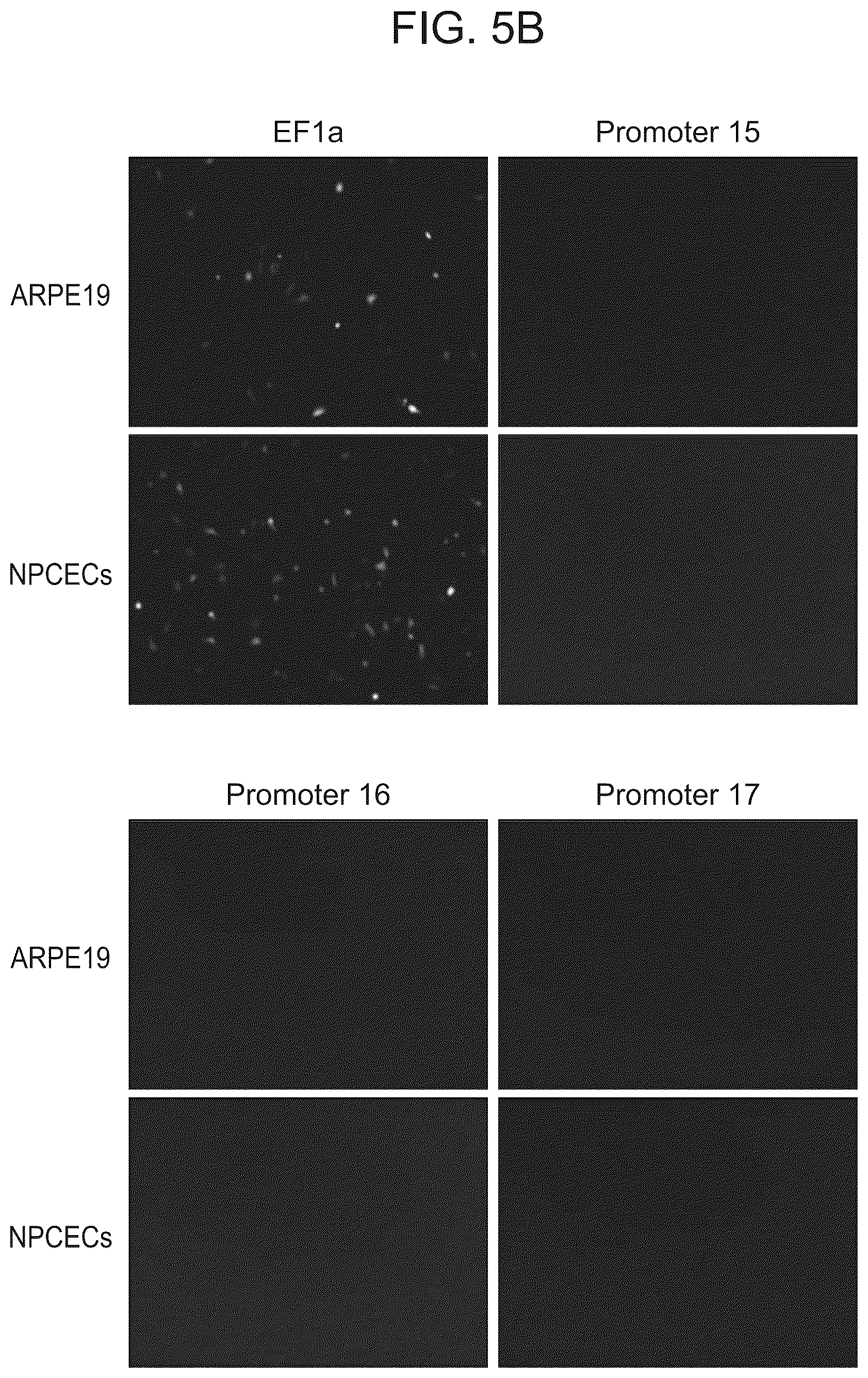 Patent US12611469 Figure 11 – Promoter specific for non-pigmented ciliary epithelial cells