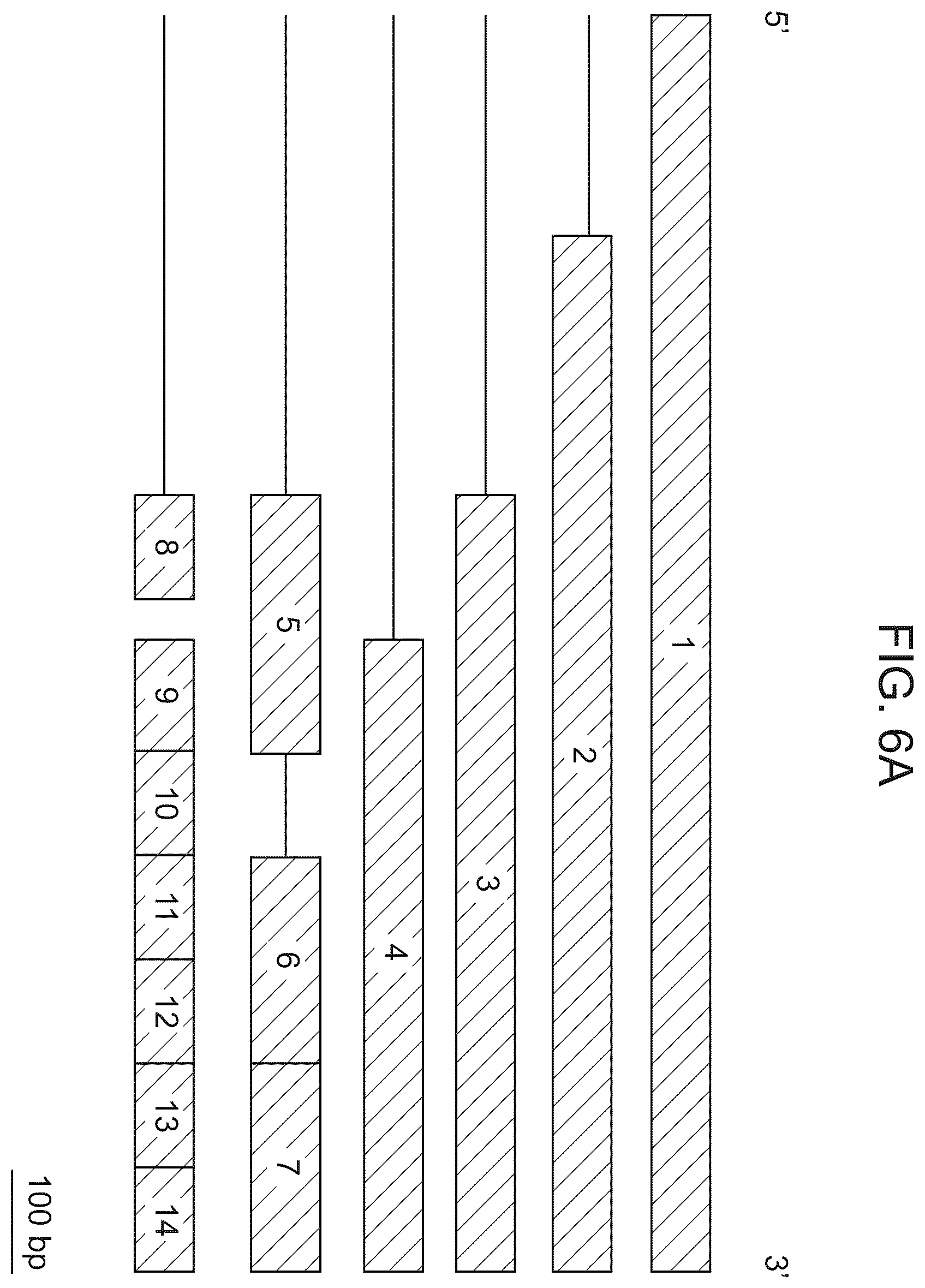 Patent US12611469 Figure 12 – Promoter specific for non-pigmented ciliary epithelial cells
