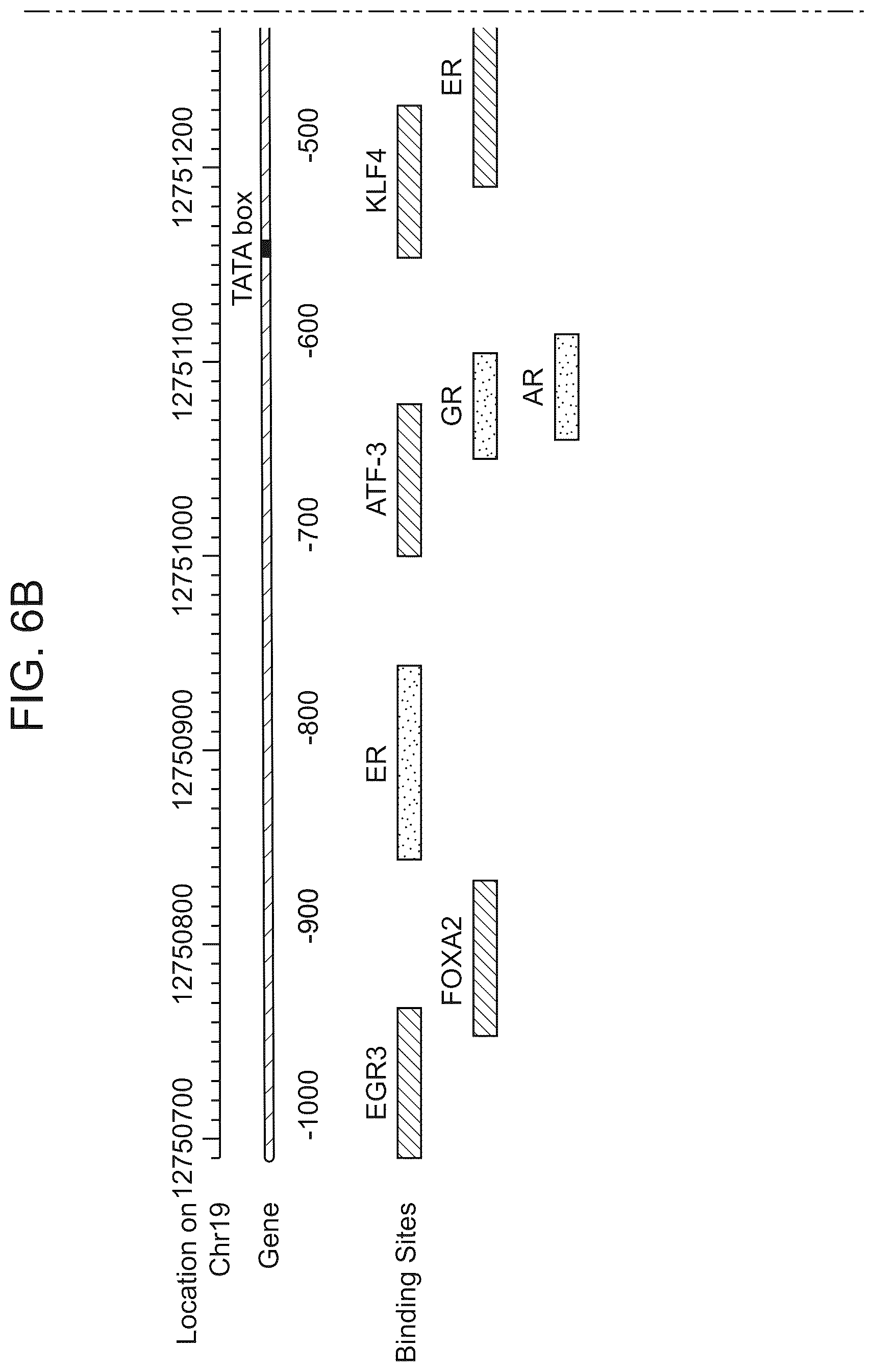 Patent US12611469 Figure 13 – Promoter specific for non-pigmented ciliary epithelial cells