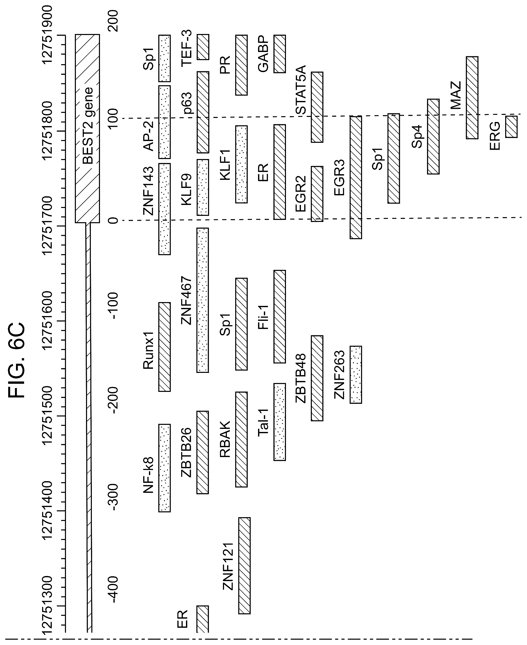 Patent US12611469 Figure 14 – Promoter specific for non-pigmented ciliary epithelial cells