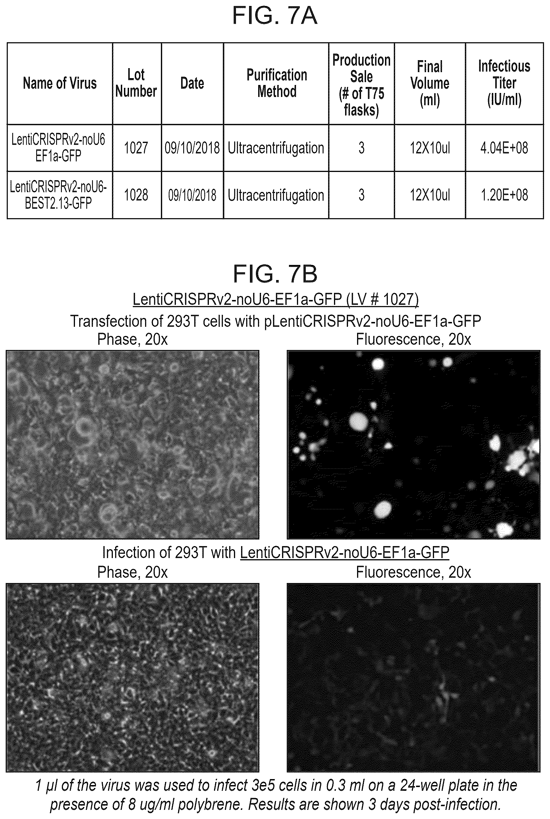 Patent US12611469 Figure 15 – Promoter specific for non-pigmented ciliary epithelial cells