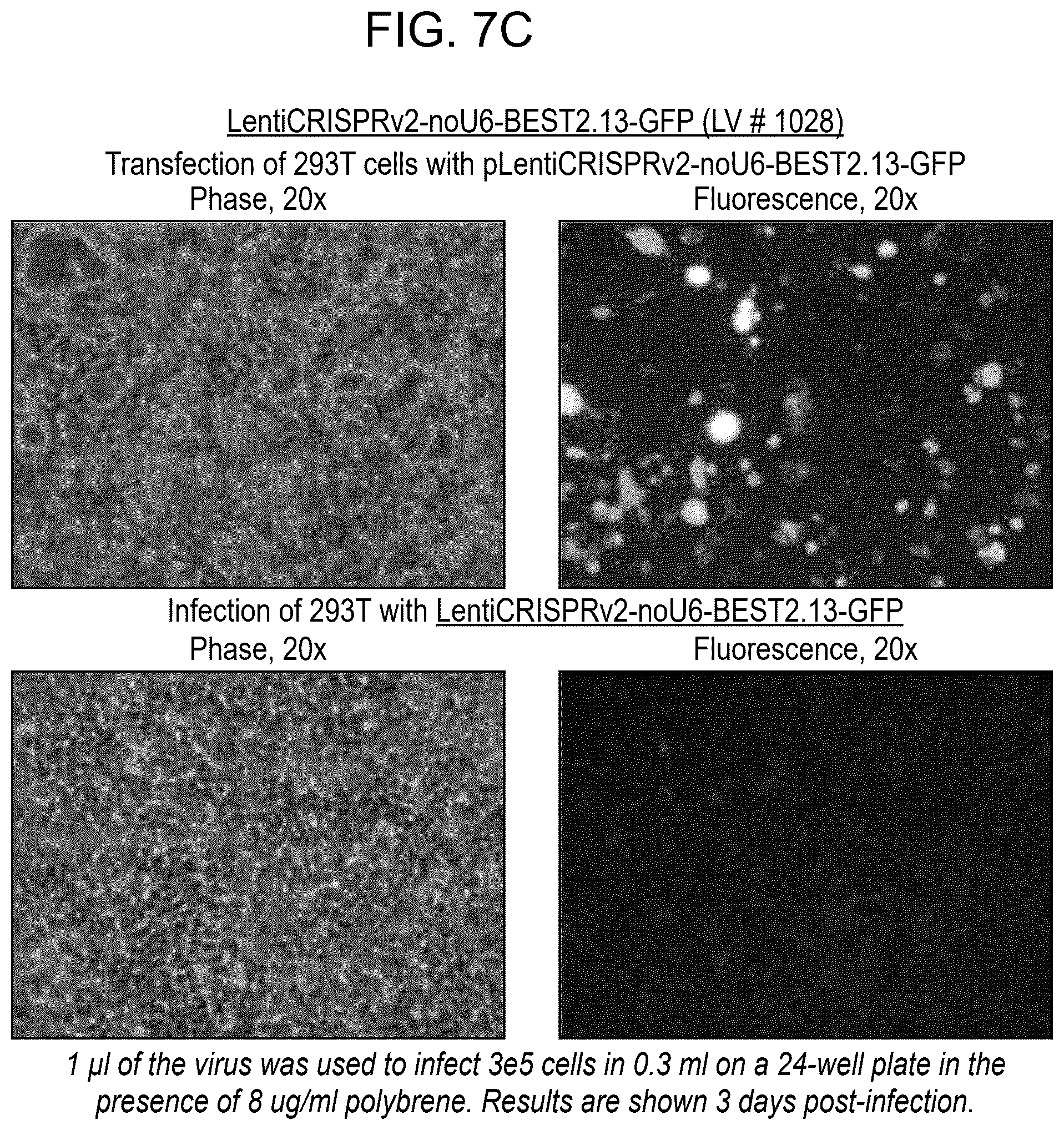 Patent US12611469 Figure 16 – Promoter specific for non-pigmented ciliary epithelial cells