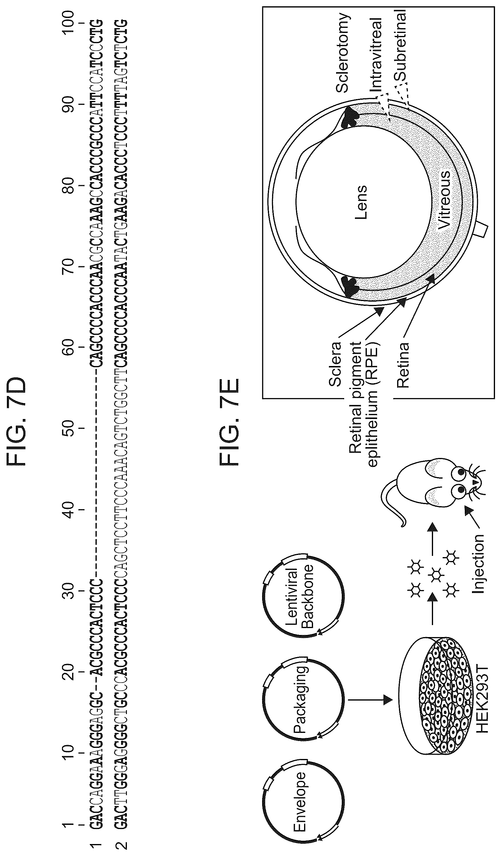 Patent US12611469 Figure 17 – Promoter specific for non-pigmented ciliary epithelial cells