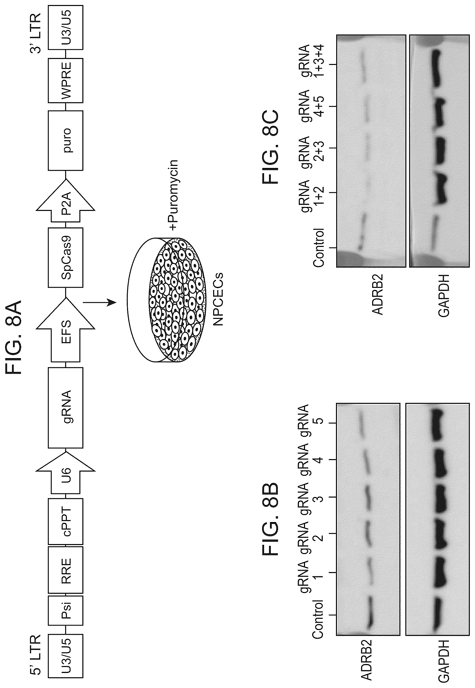 Patent US12611469 Figure 18 – Promoter specific for non-pigmented ciliary epithelial cells