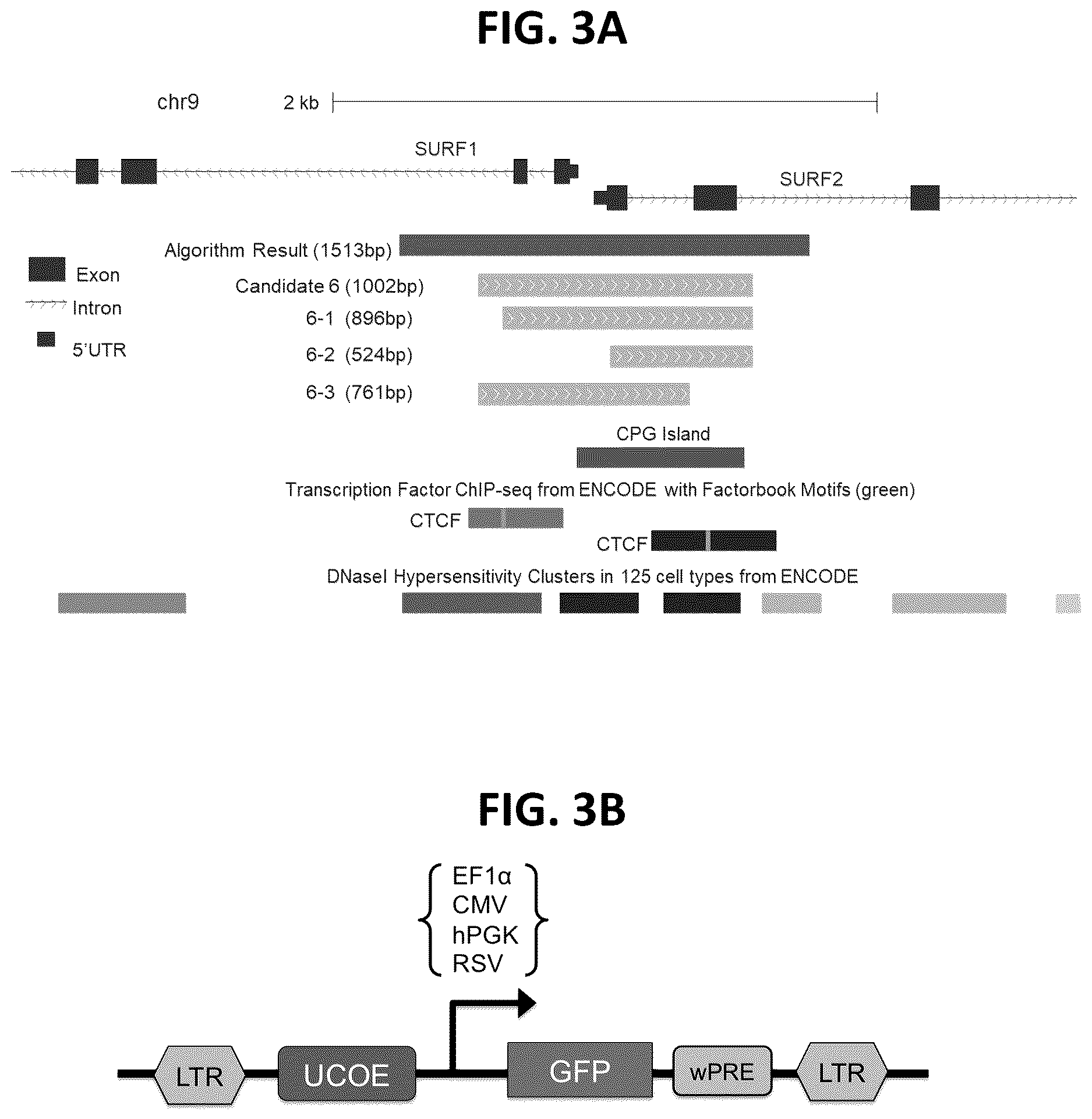 Patent US12611470 Figure 6 – Chromatin-opening element for stable long term gene expression