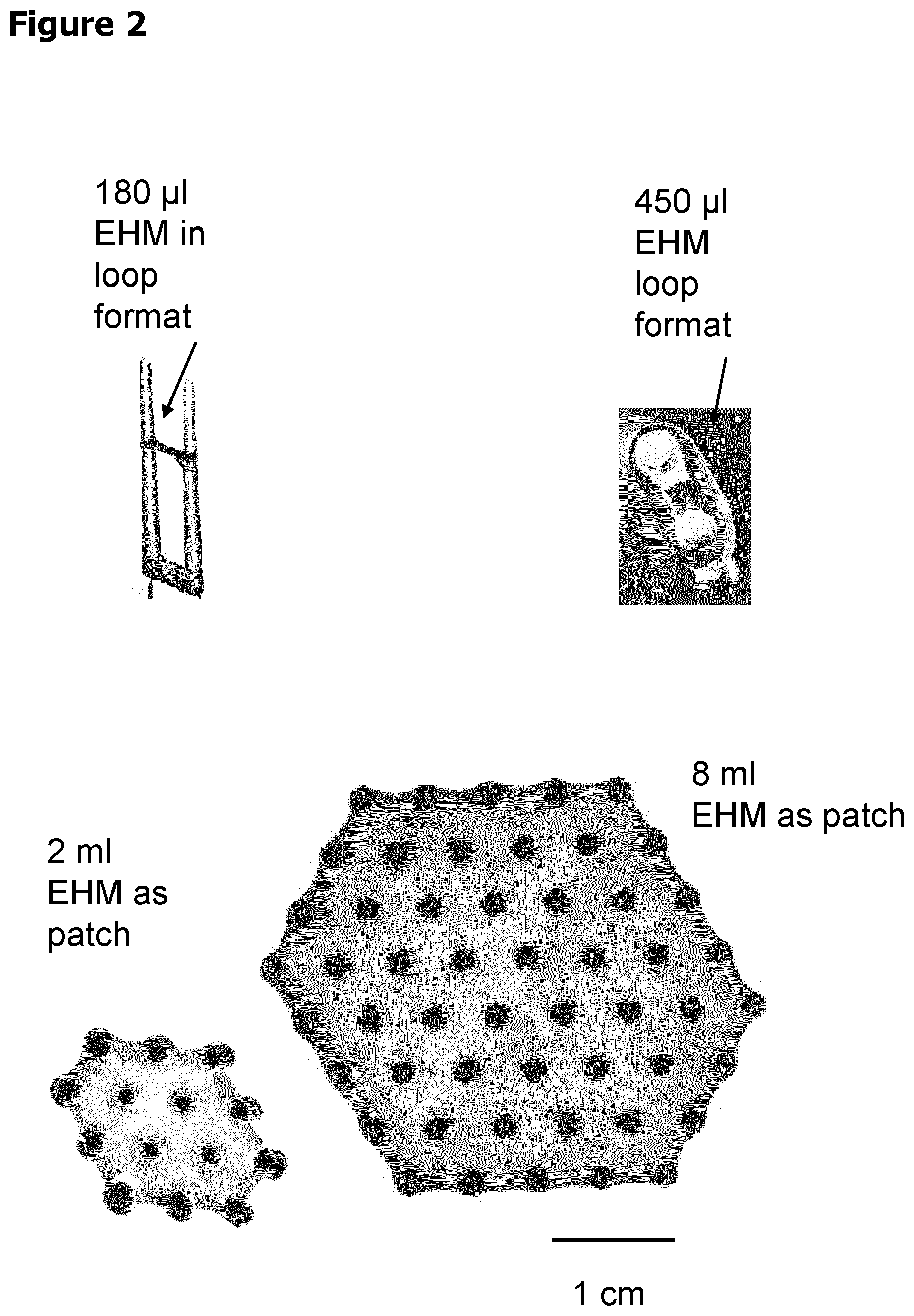 Patent US12611487 Figure 2 – Multilayer engineered heart muscle