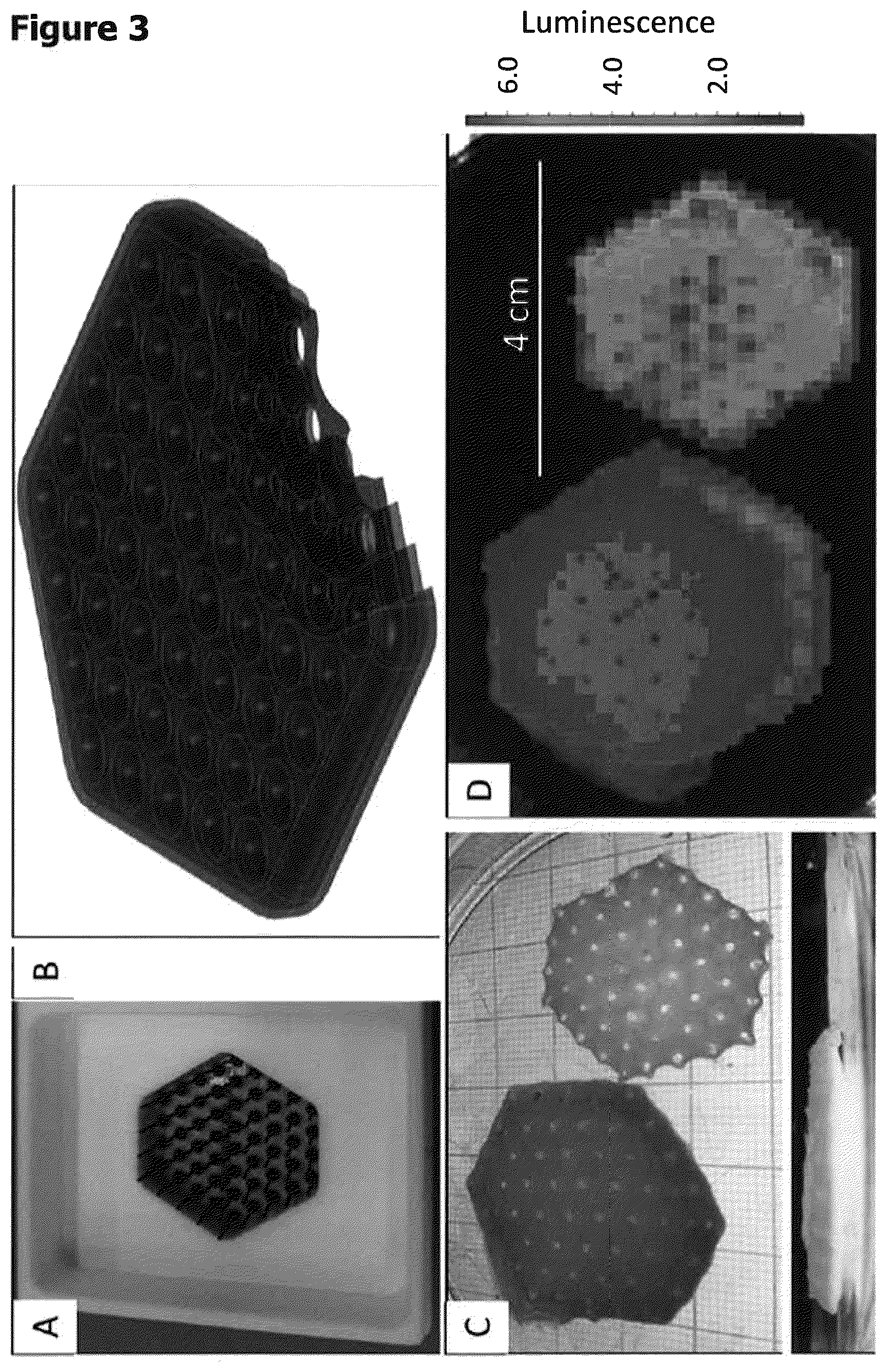 Patent US12611487 Figure 3 – Multilayer engineered heart muscle