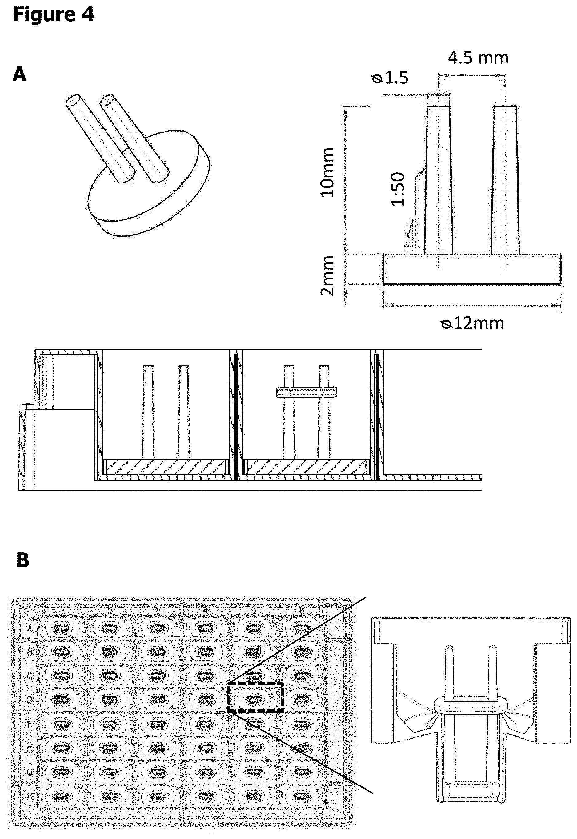 Patent US12611487 Figure 4 – Multilayer engineered heart muscle