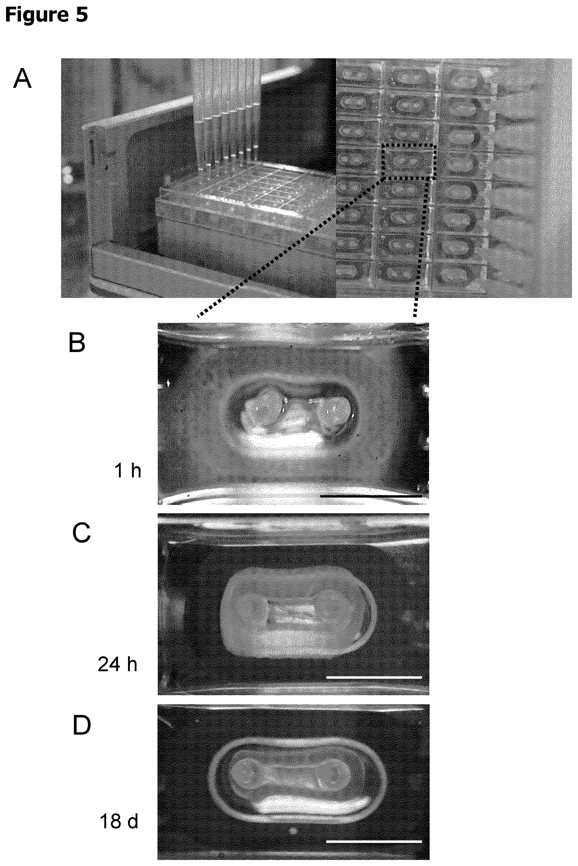 Patent US12611487 Figure 5 – Multilayer engineered heart muscle