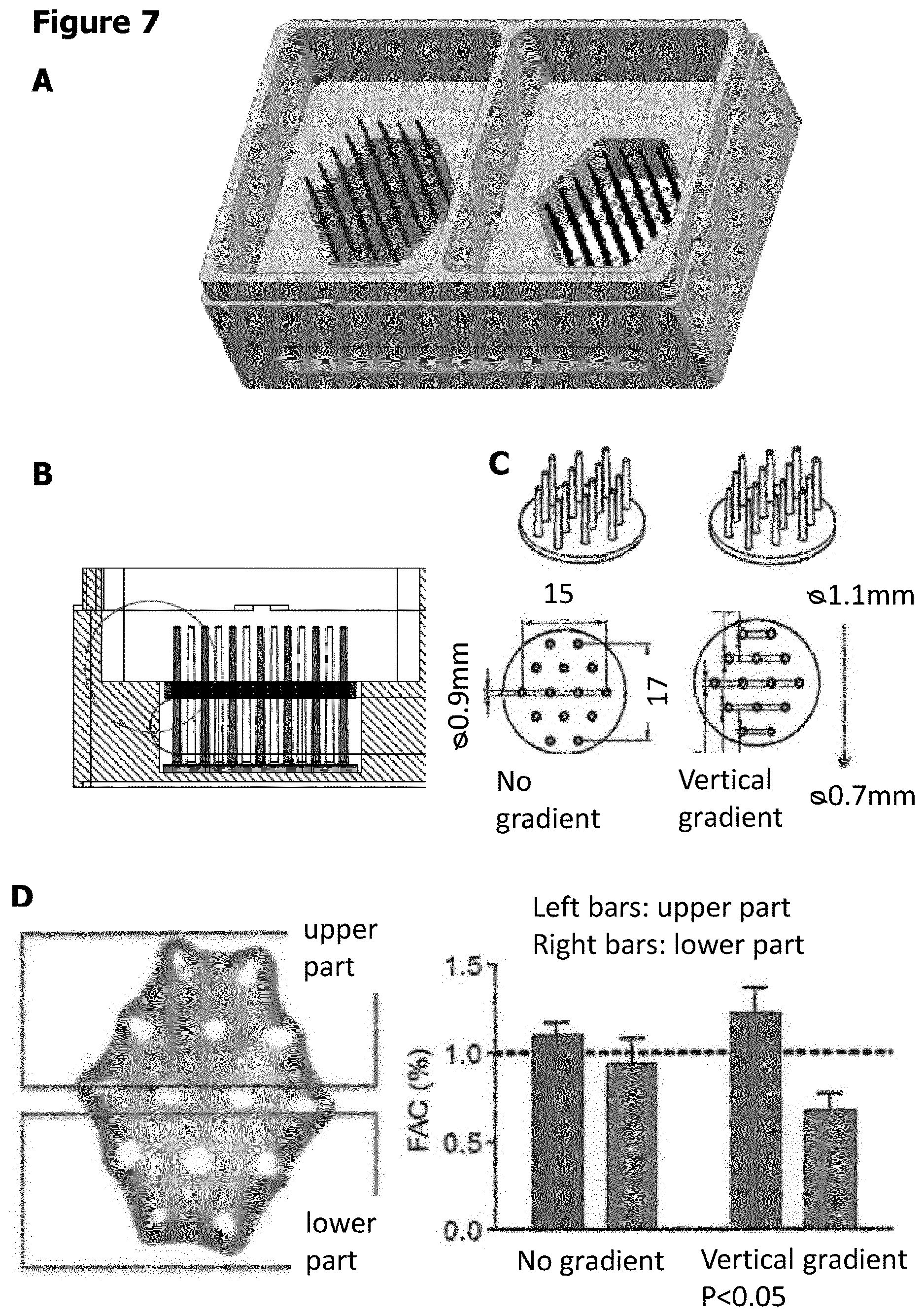 Patent US12611487 Figure 7 – Multilayer engineered heart muscle