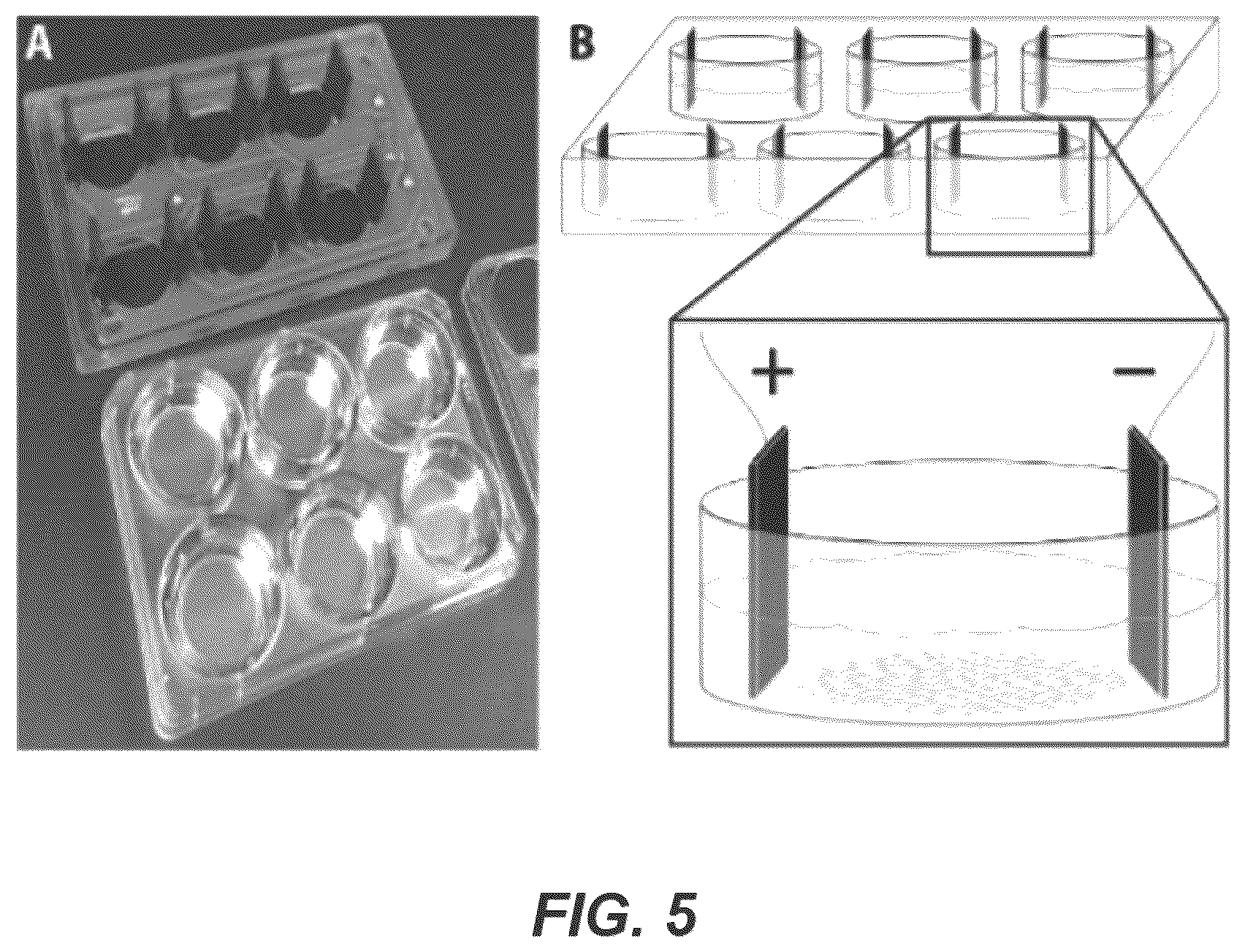 Patent US12611540 Figure 4 – Modulation of growth differentiation factor 10 (GDF10)