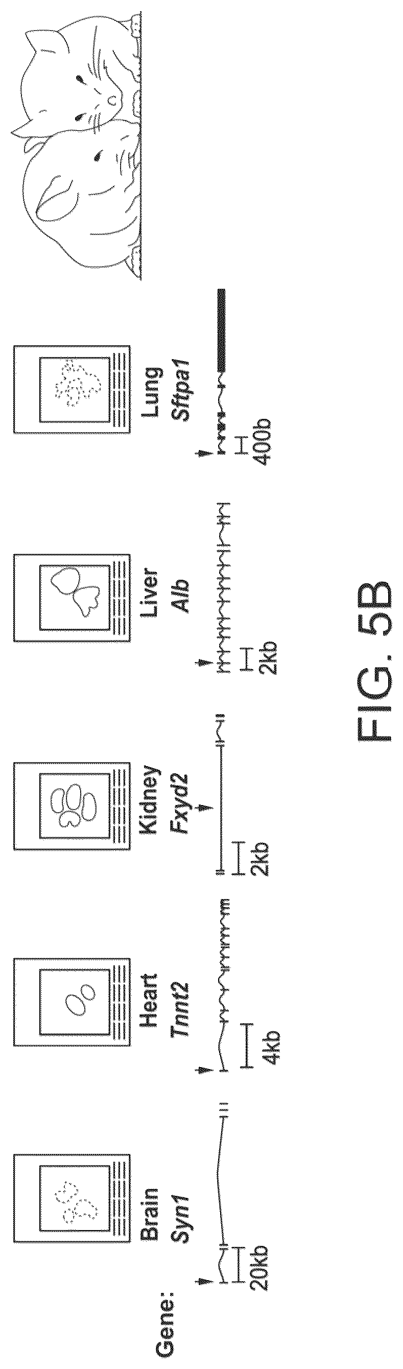 Patent US12611645 Figure 10 – Microplate cycling thermo sonicator with programmable ultrasound, heating, and cooling for multi-analytical applications