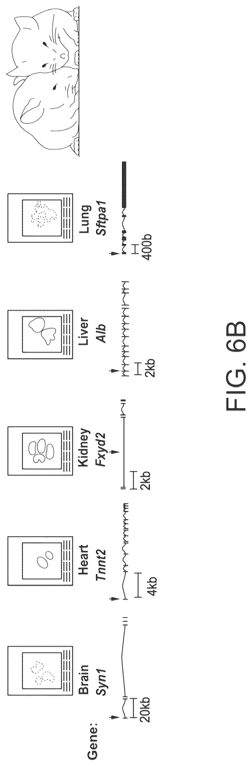 Patent US12611645 Figure 13 – Microplate cycling thermo sonicator with programmable ultrasound, heating, and cooling for multi-analytical applications