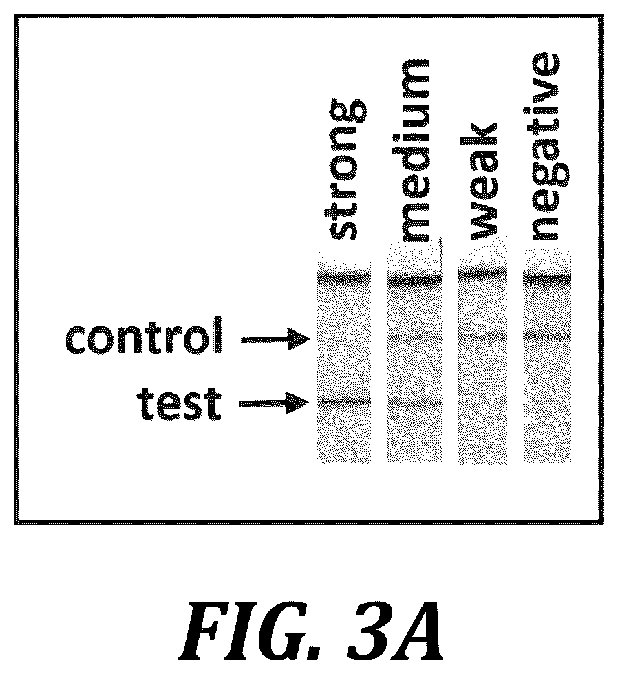 Patent US12611668 Figure 4 – Long-term dry storage of enzyme-based reagents in a porous matrix