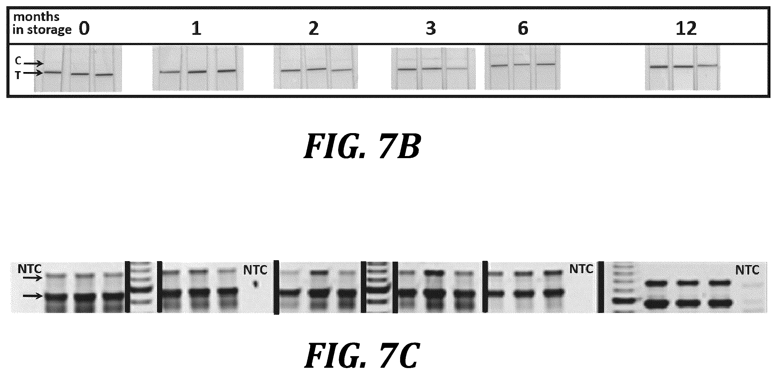 Patent US12611668 Figure 16 – Long-term dry storage of enzyme-based reagents in a porous matrix