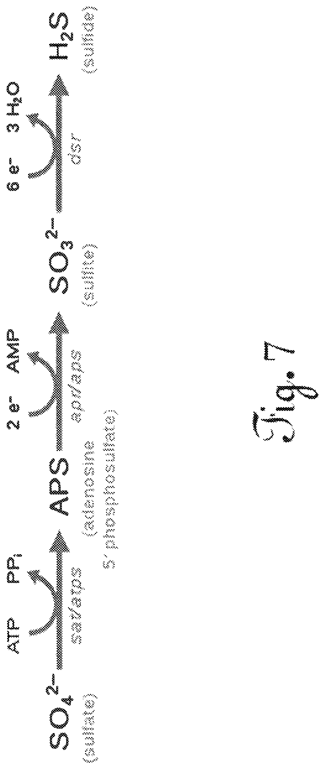 Patent US12612323 Figure 15 – Process for dissociating, chelating, and dissolving solids, suspended solids, and bacteria, harvesting and liberating oxygen bound to other substances, and preventing dissolved solids from precipitating and reprecipitating in oil separation systems
