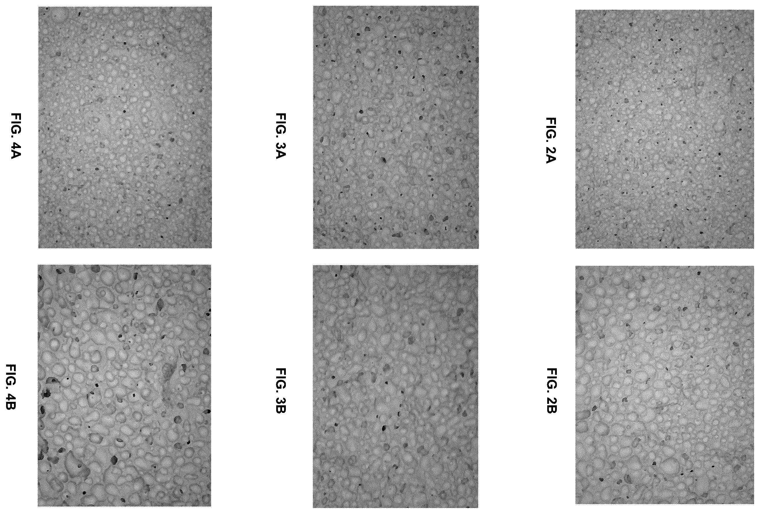 Patent US12612334 Figure 2 – Gypsum wallboard having multiple blended surfactants