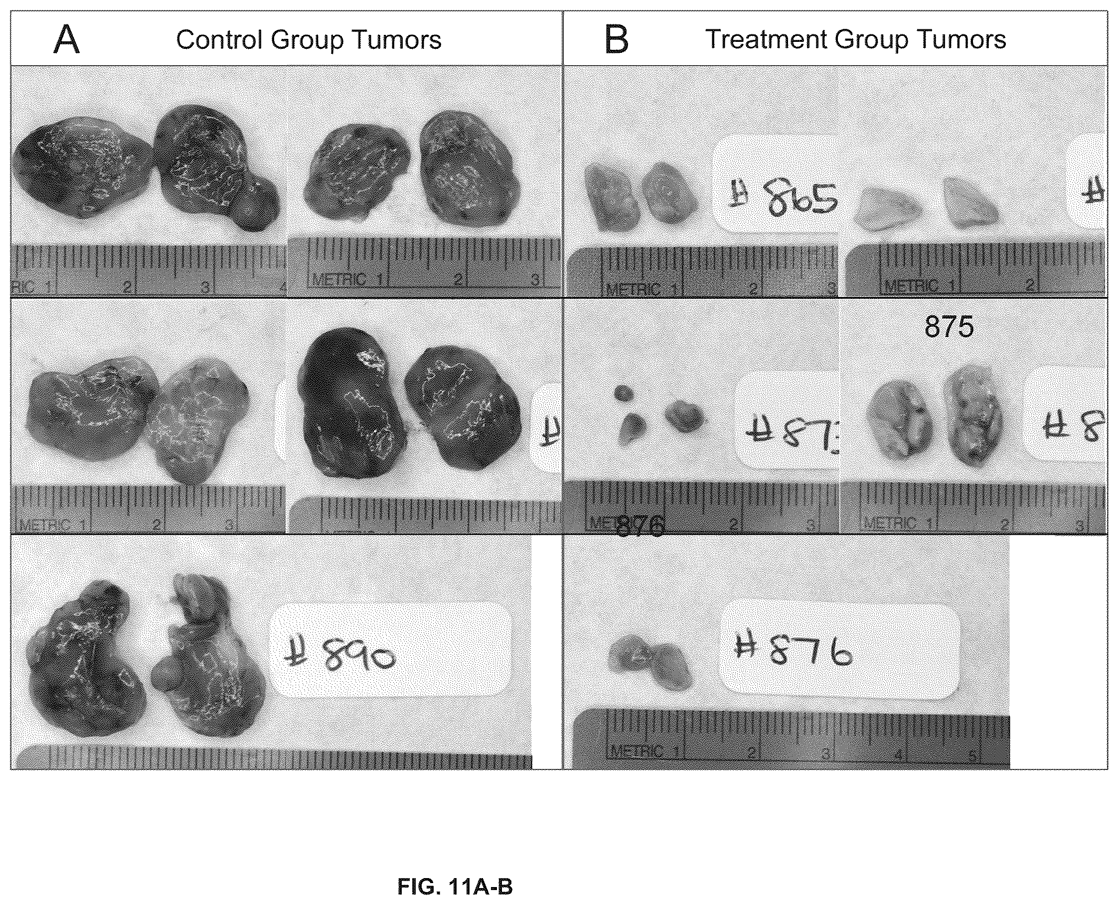 Patent US12612385 Figure 11 – Compounds and methods for targeting pathogenic blood vessels