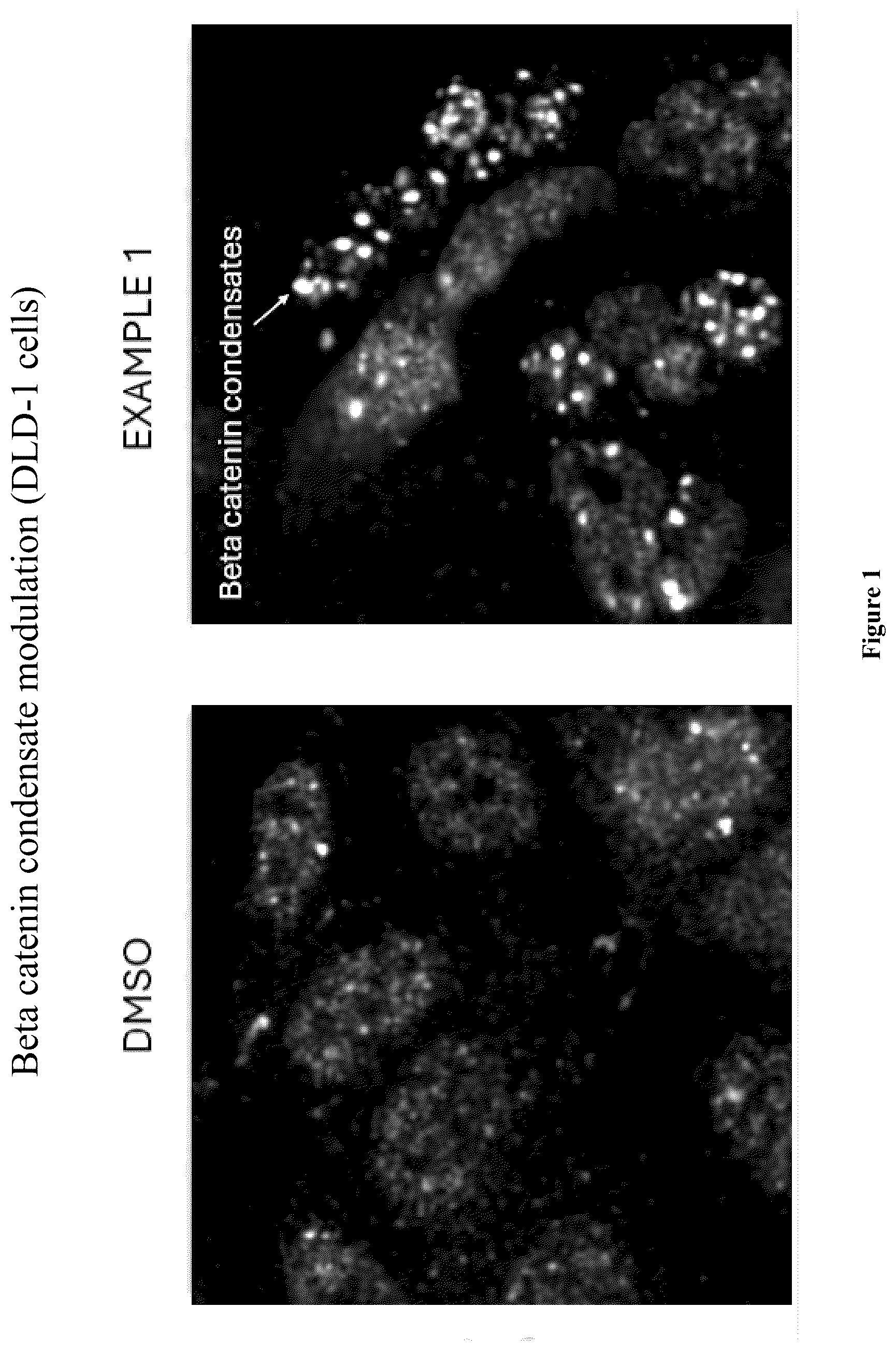 Patent US12612396 Figure 1 – Modulators of beta catenin and uses thereof