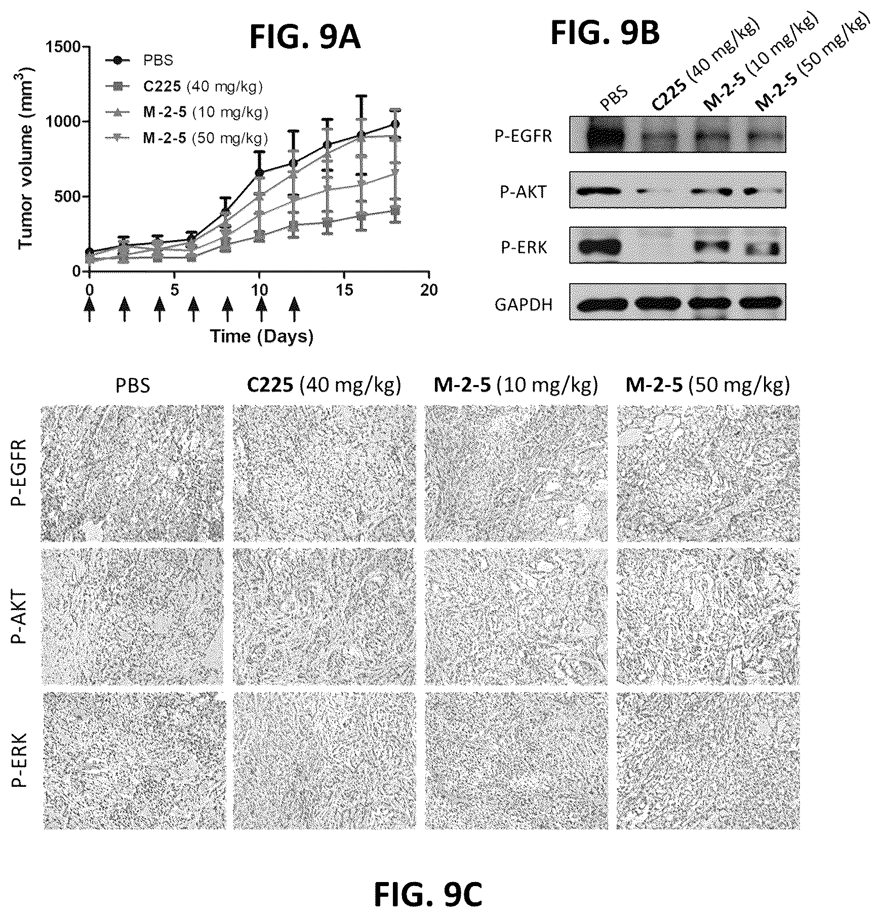 Patent US12612431 Figure 13 – Cyclic compounds for treating cancer