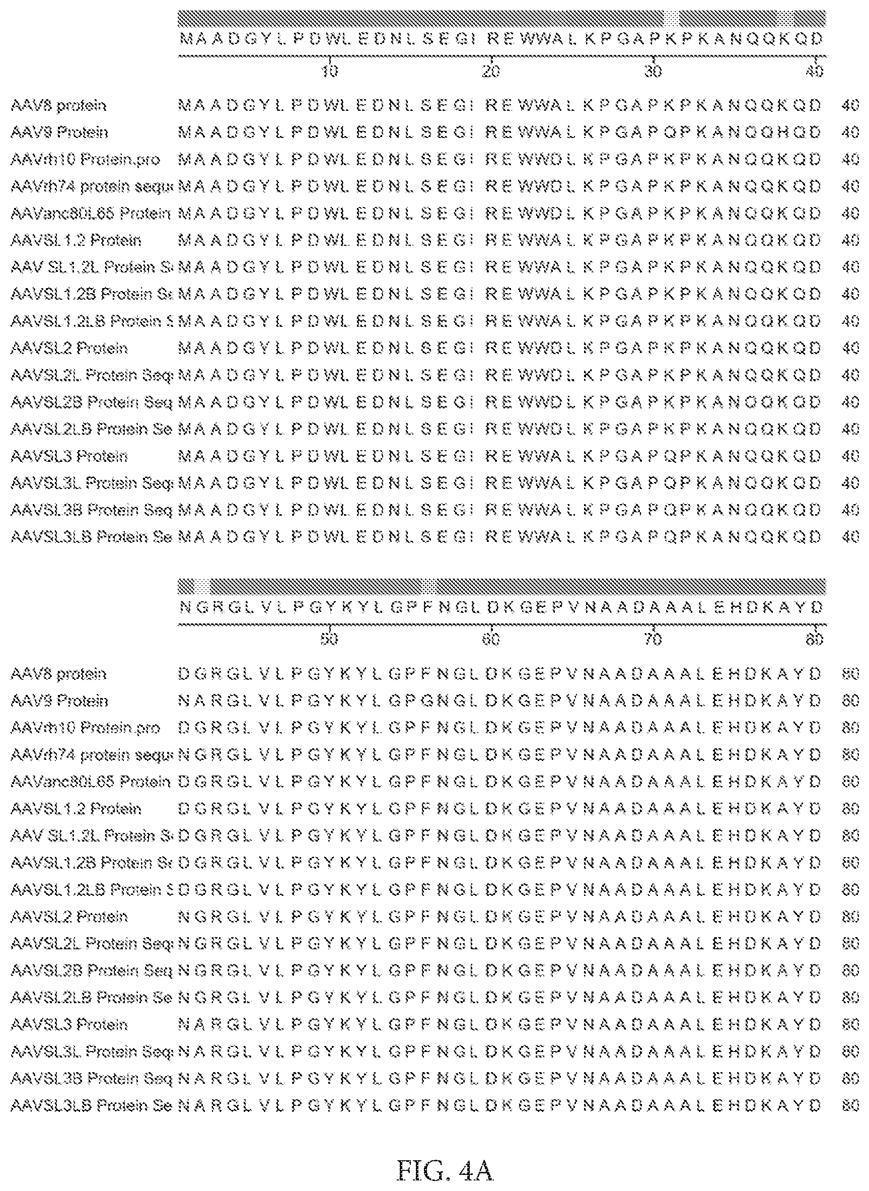 Patent US12612432 Figure 8 – AAV capsid variants for gene therapy
