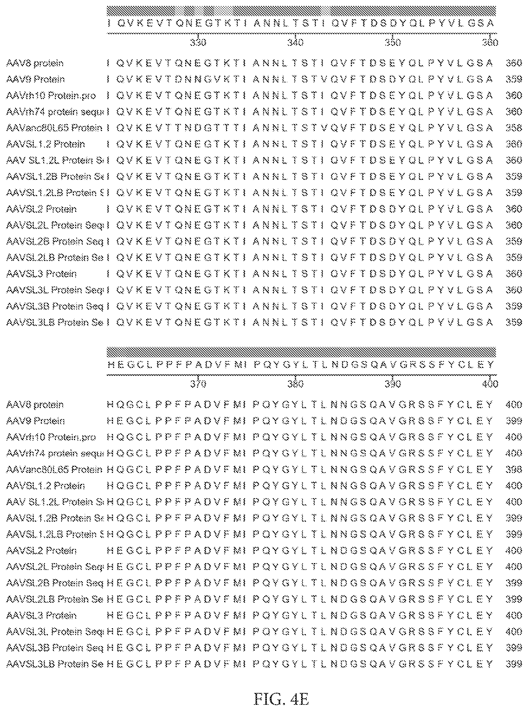Patent US12612432 Figure 12 – AAV capsid variants for gene therapy