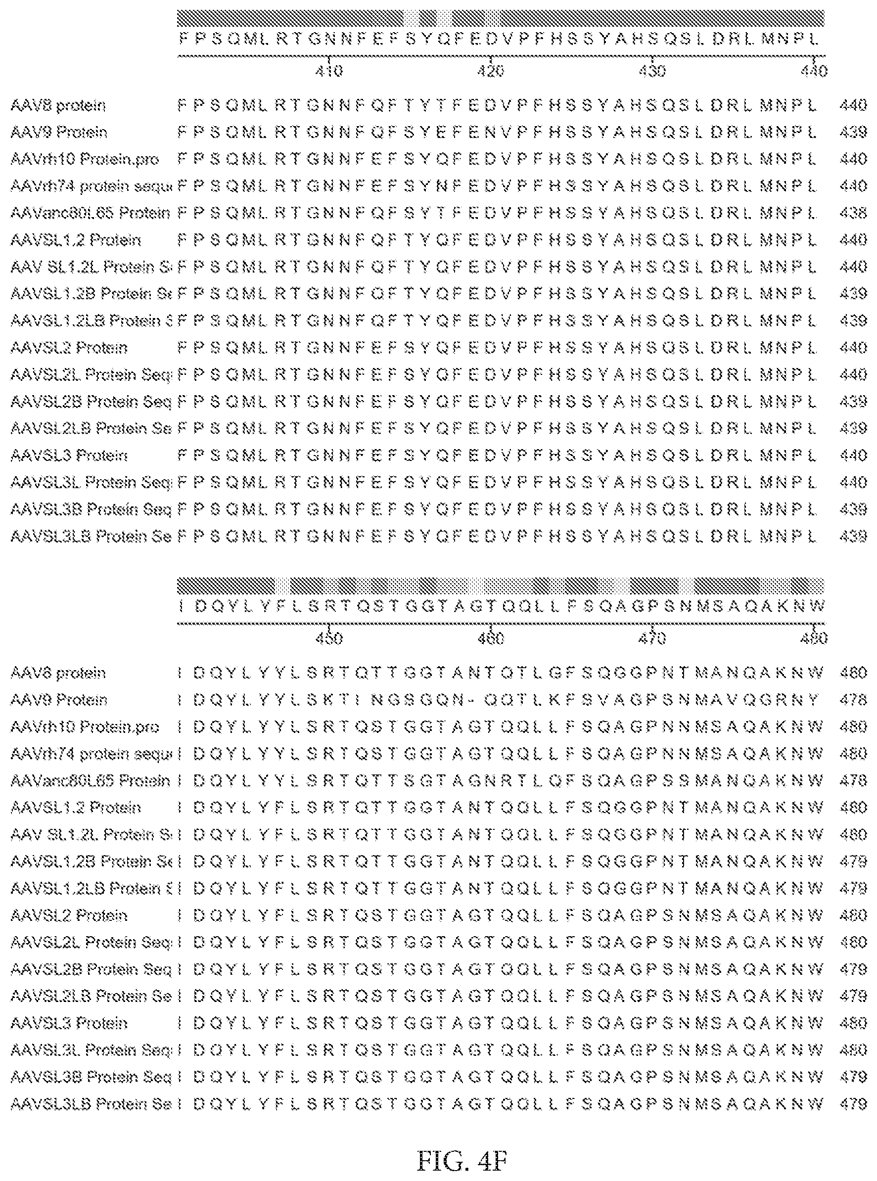 Patent US12612432 Figure 13 – AAV capsid variants for gene therapy