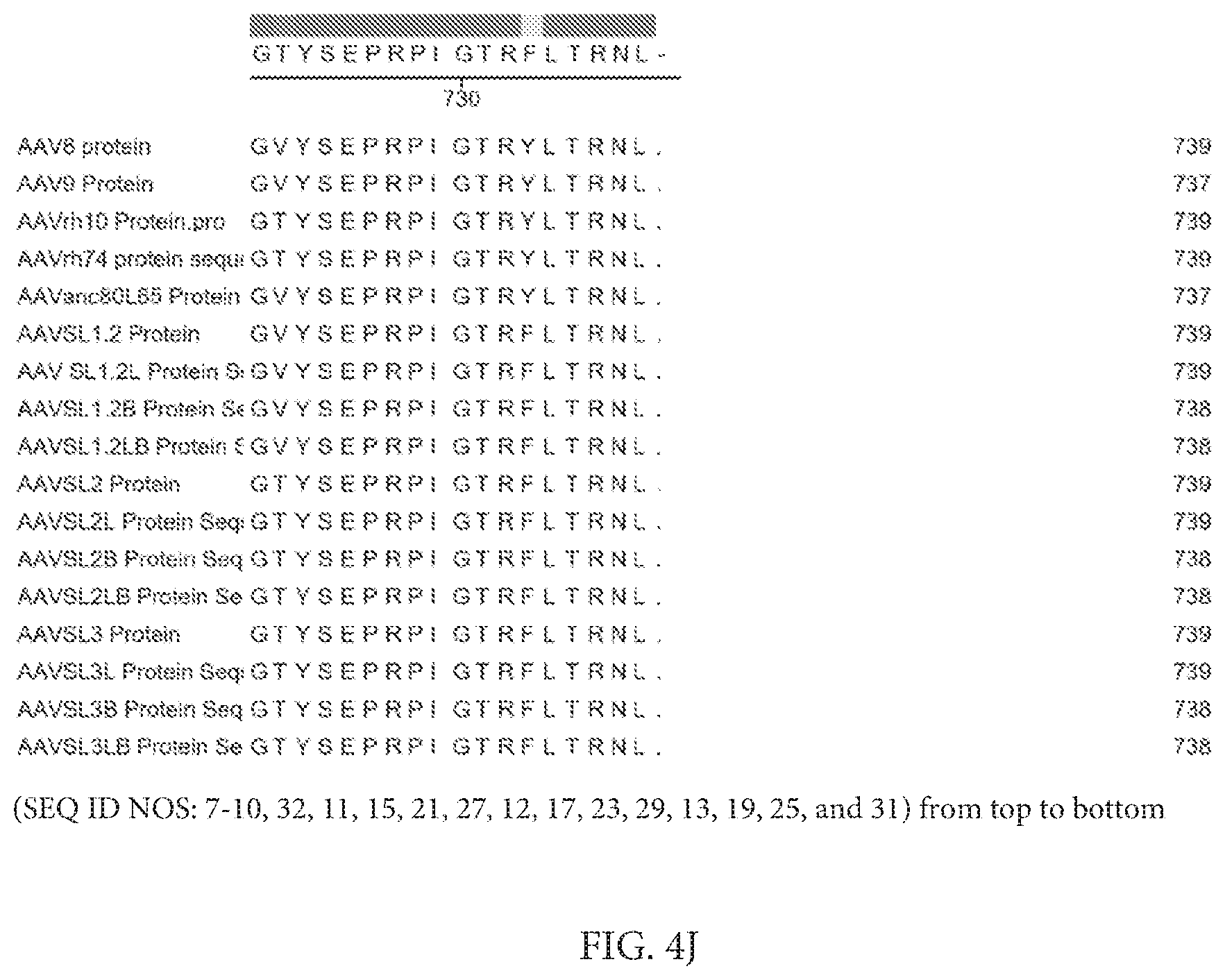 Patent US12612432 Figure 17 – AAV capsid variants for gene therapy