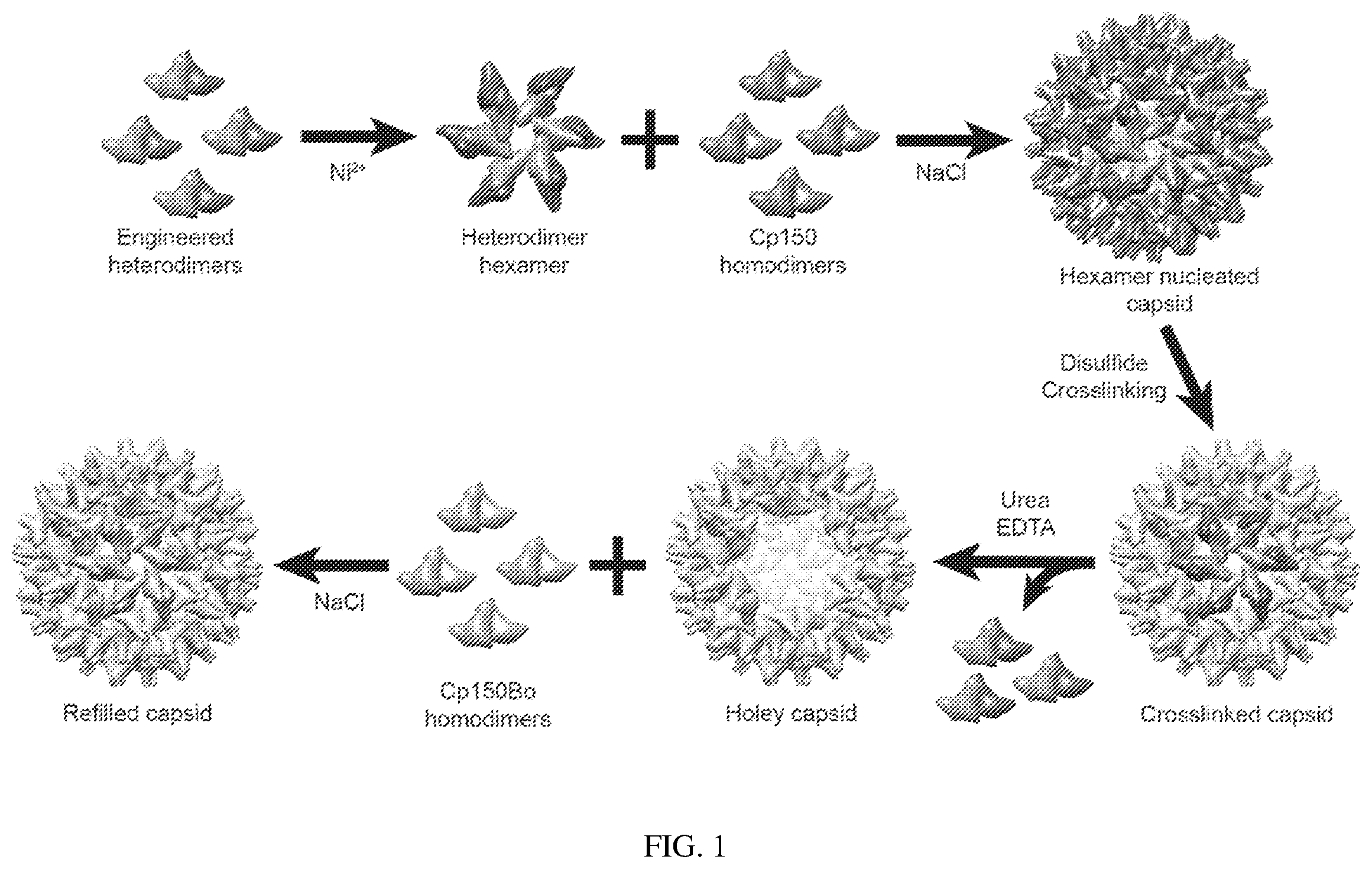 Patent US12612433 Figure 1 – Hepadnavirus capsid protein heterodimers and virus-like particles