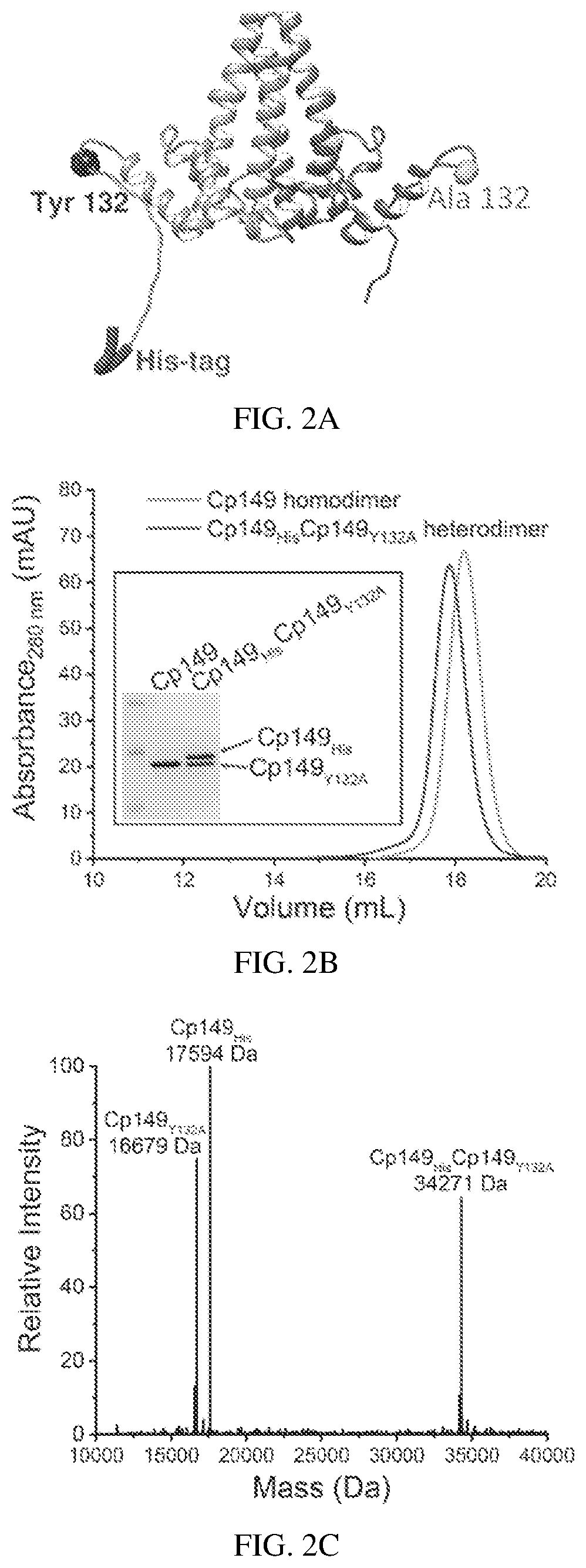 Patent US12612433 Figure 2 – Hepadnavirus capsid protein heterodimers and virus-like particles