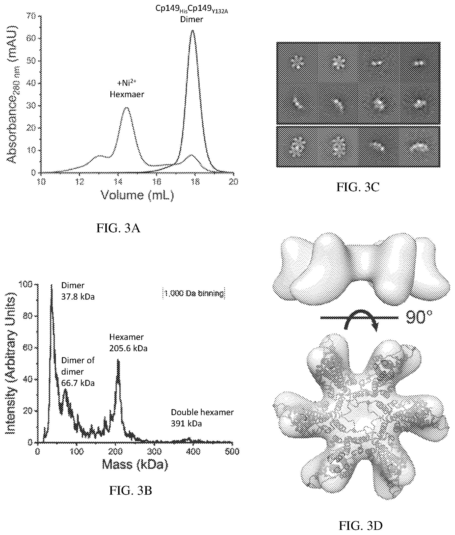 Patent US12612433 Figure 3 – Hepadnavirus capsid protein heterodimers and virus-like particles
