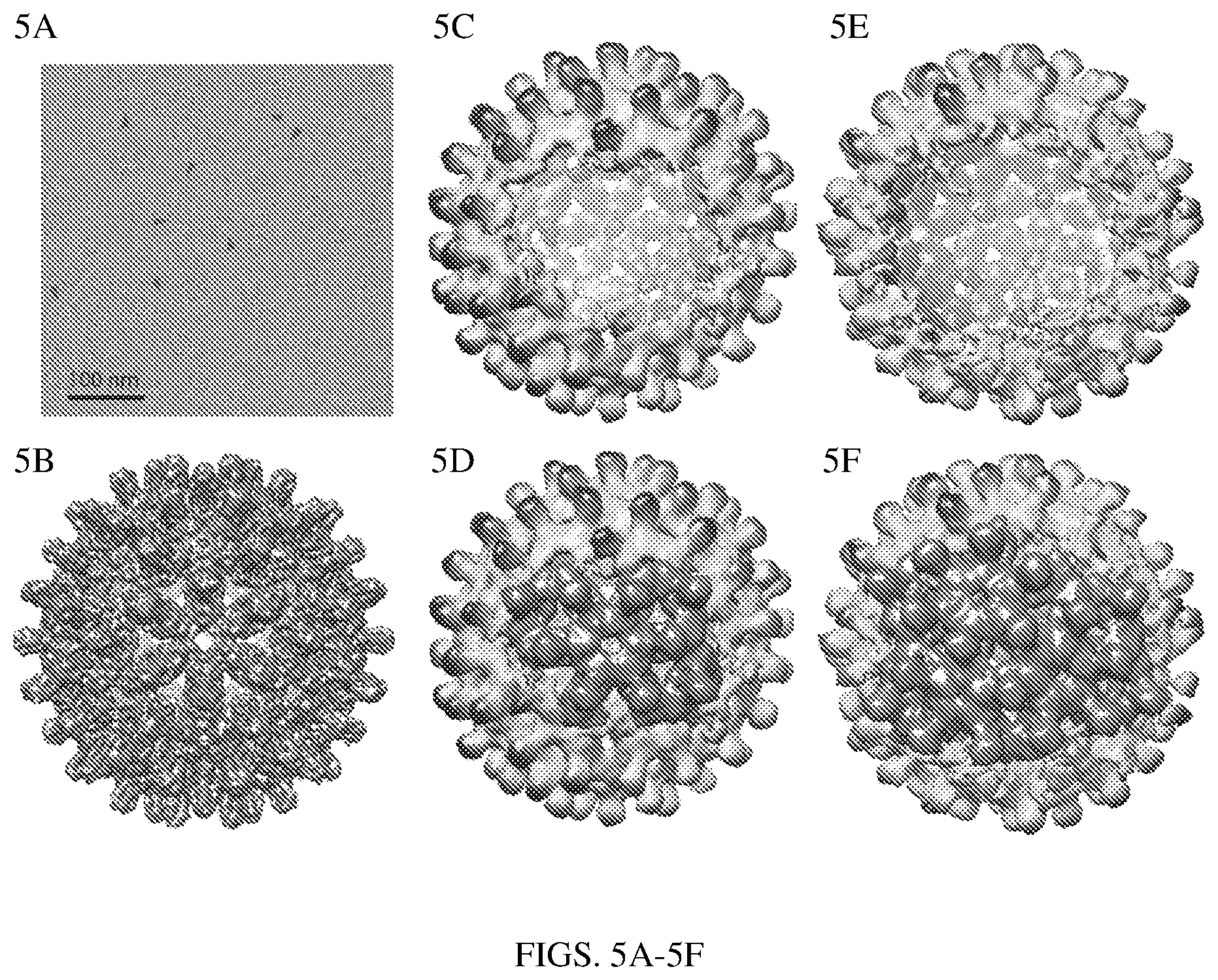 Patent US12612433 Figure 5 – Hepadnavirus capsid protein heterodimers and virus-like particles