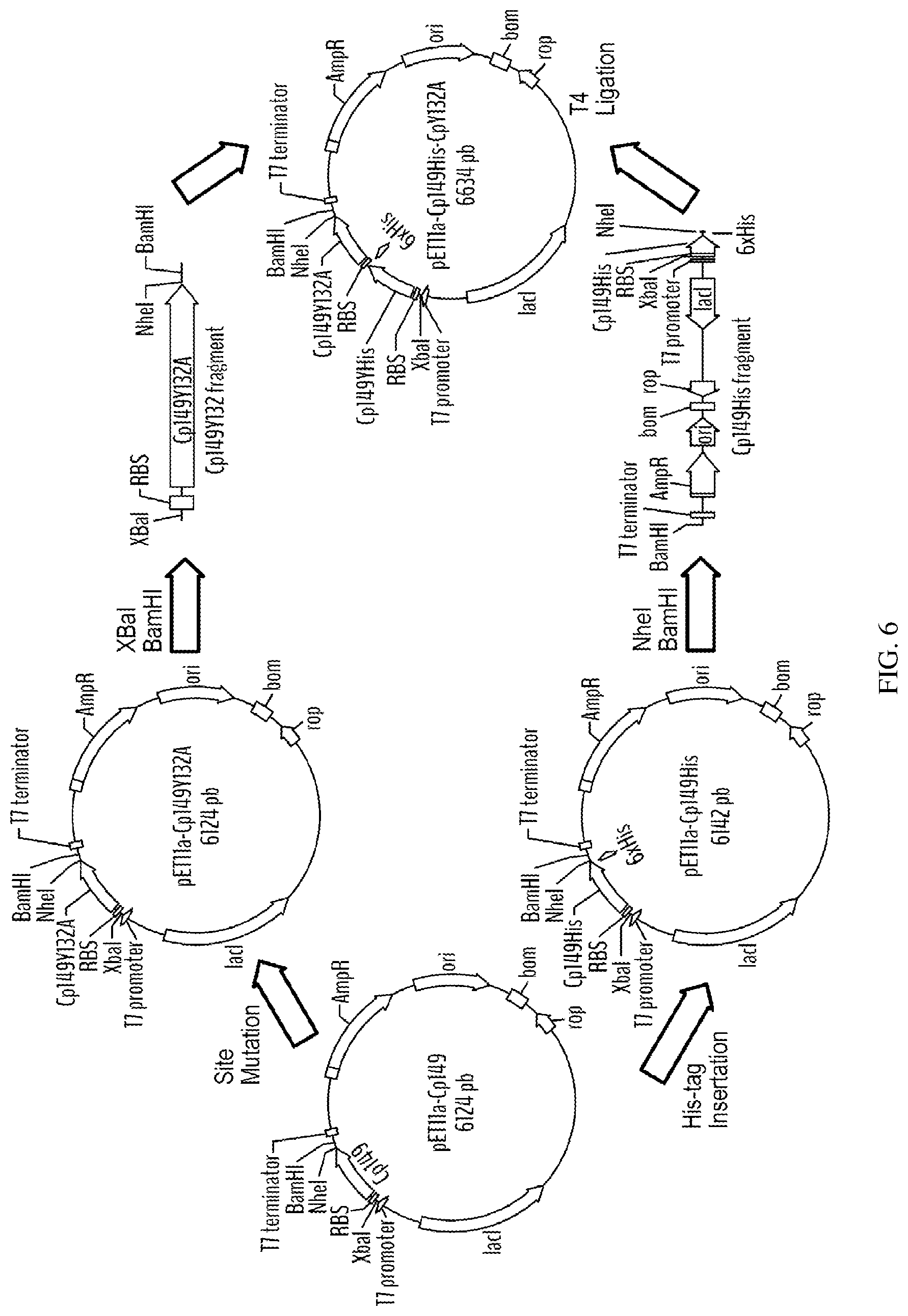 Patent US12612433 Figure 6 – Hepadnavirus capsid protein heterodimers and virus-like particles