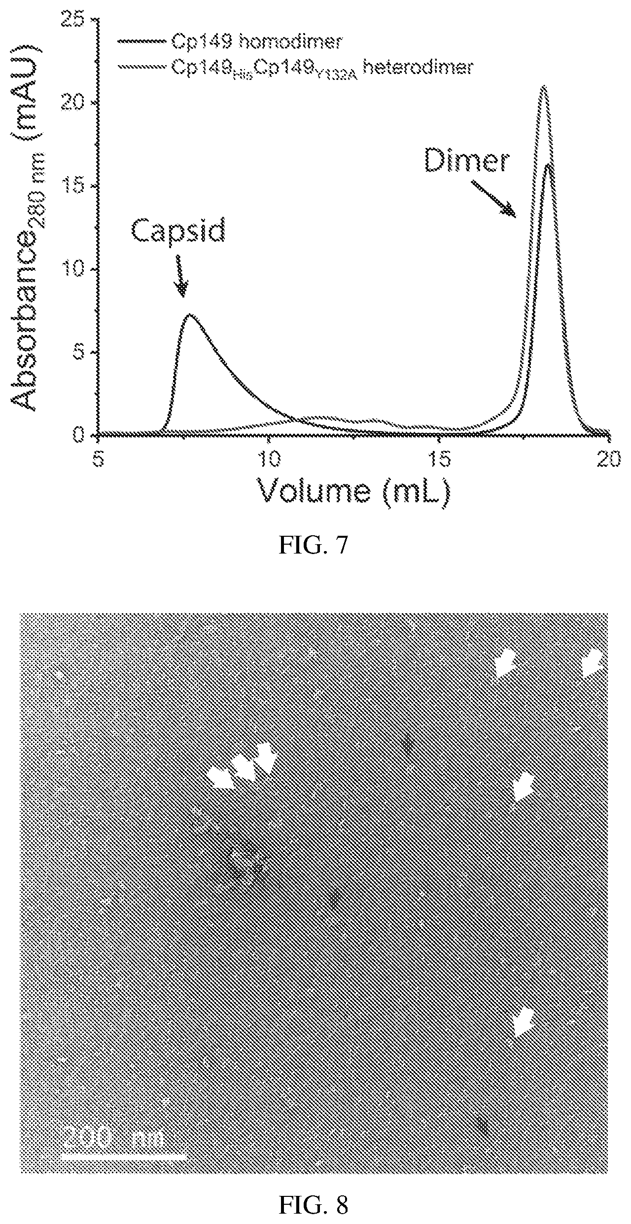 Patent US12612433 Figure 7 – Hepadnavirus capsid protein heterodimers and virus-like particles