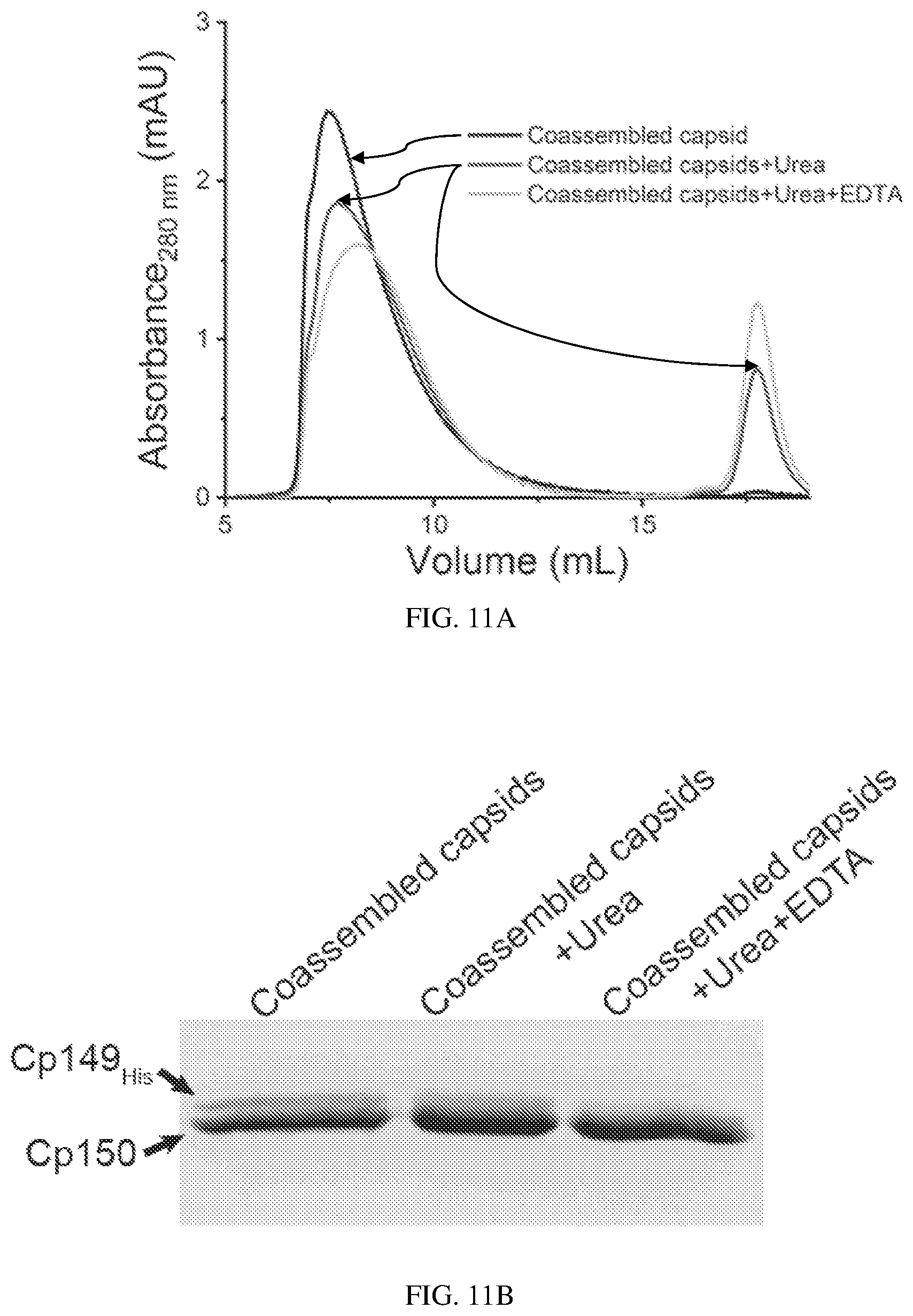 Patent US12612433 Figure 9 – Hepadnavirus capsid protein heterodimers and virus-like particles