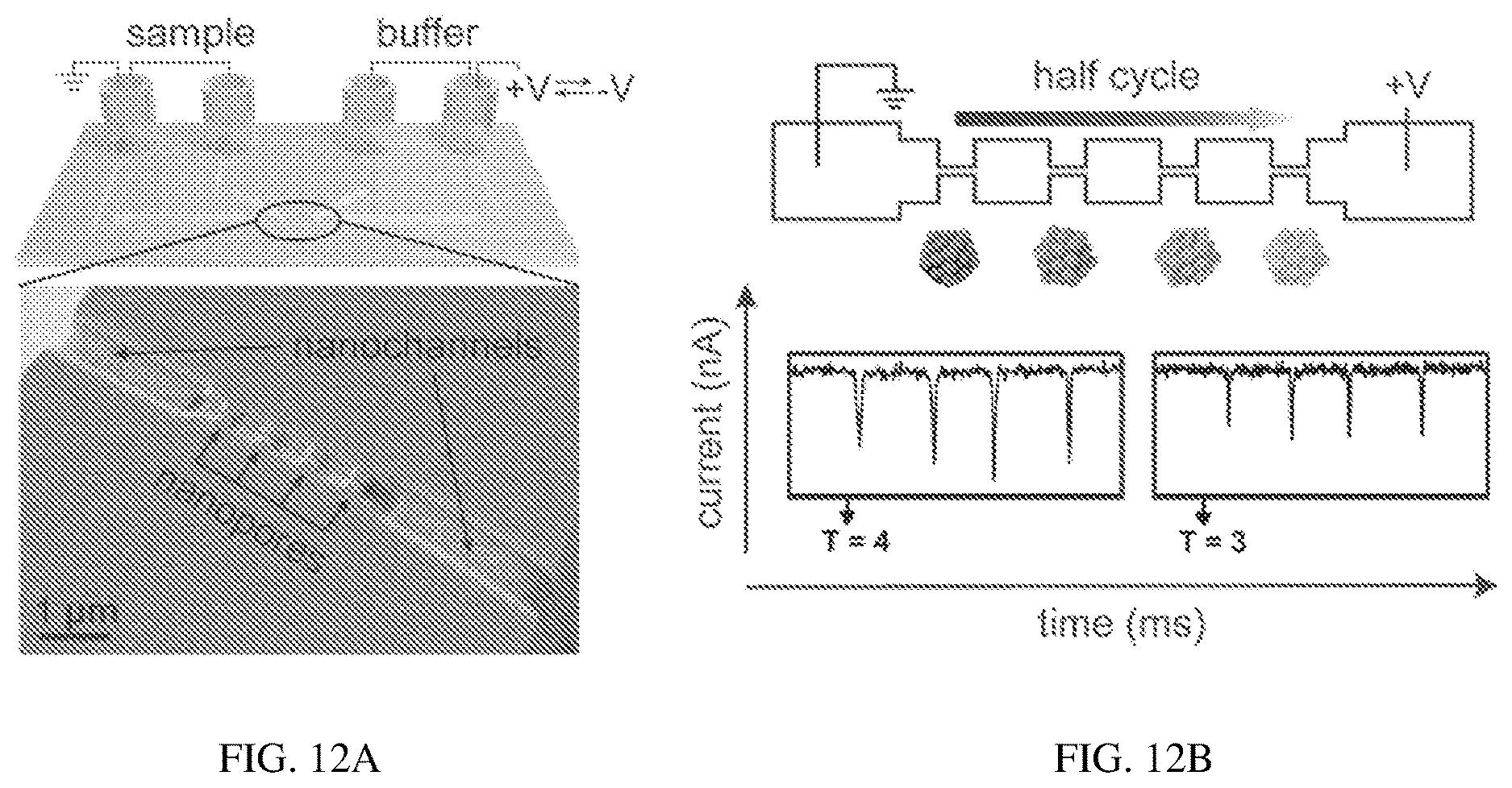 Patent US12612433 Figure 10 – Hepadnavirus capsid protein heterodimers and virus-like particles