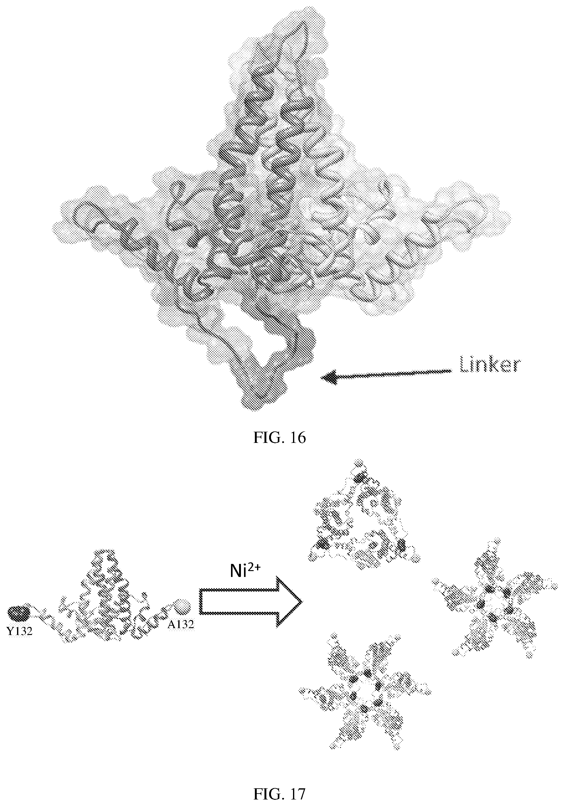 Patent US12612433 Figure 13 – Hepadnavirus capsid protein heterodimers and virus-like particles