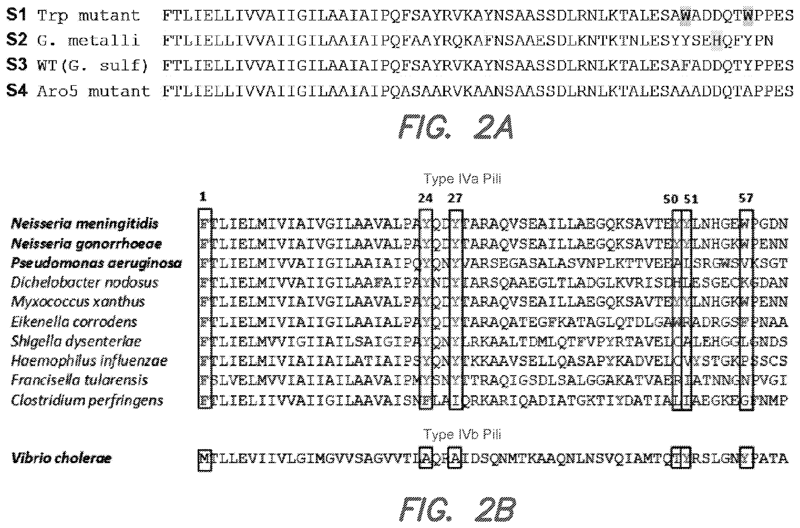 Patent US12612434 Figure 2 – Systems and methods for forming biological nanowires and applications thereof