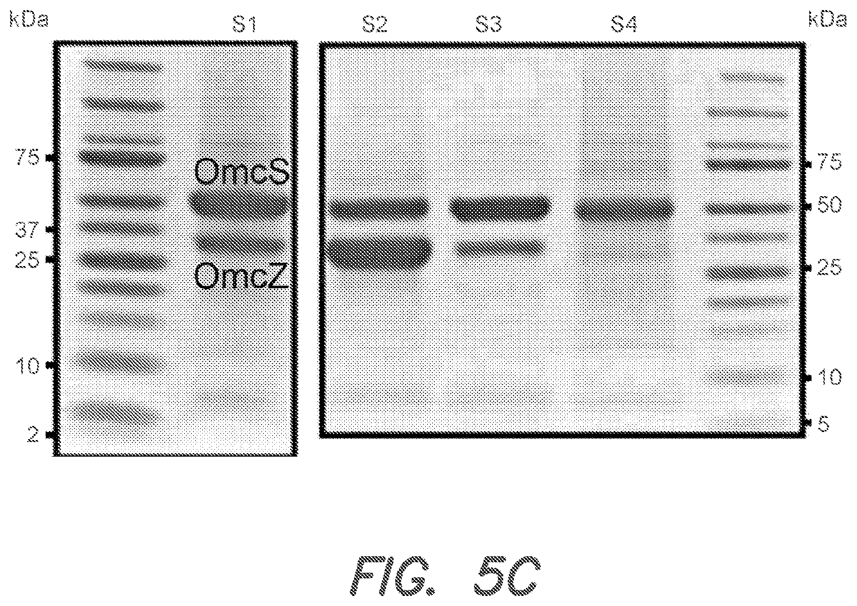 Patent US12612434 Figure 6 – Systems and methods for forming biological nanowires and applications thereof