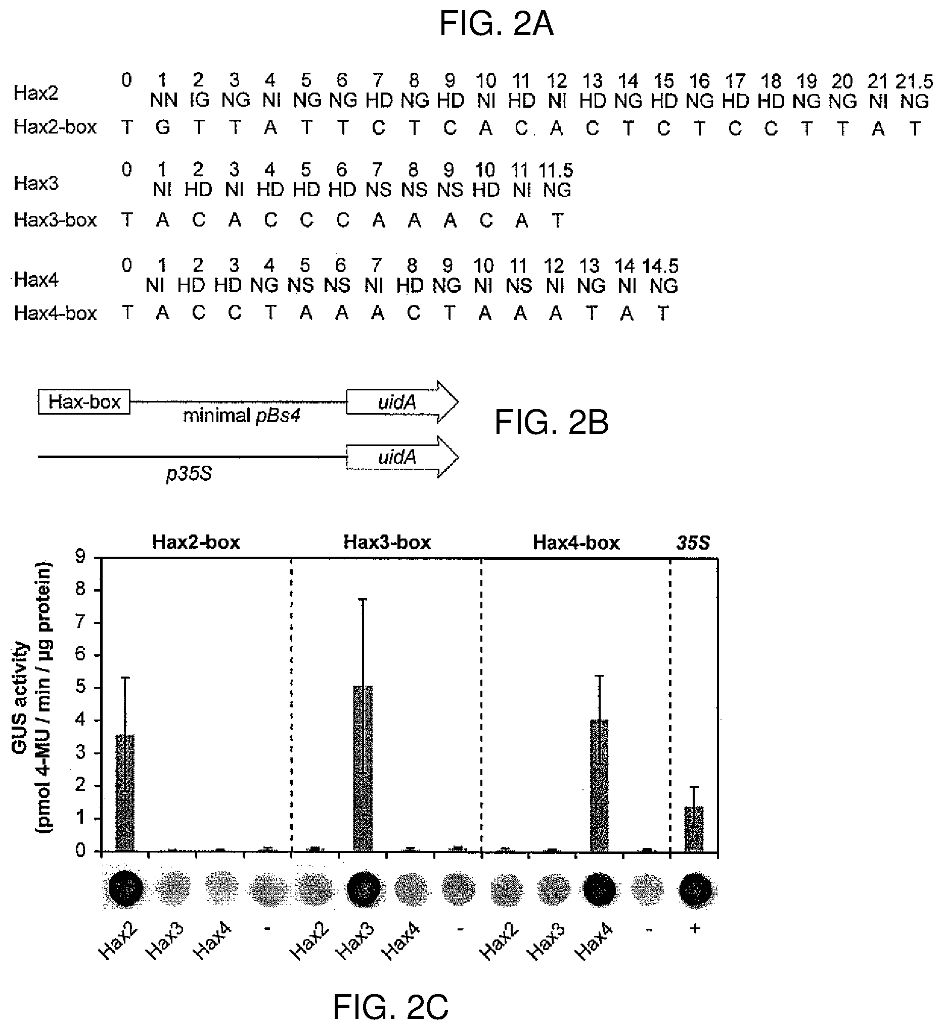 Patent US12612435 Figure 2 – Modular DNA-binding domains and methods of use