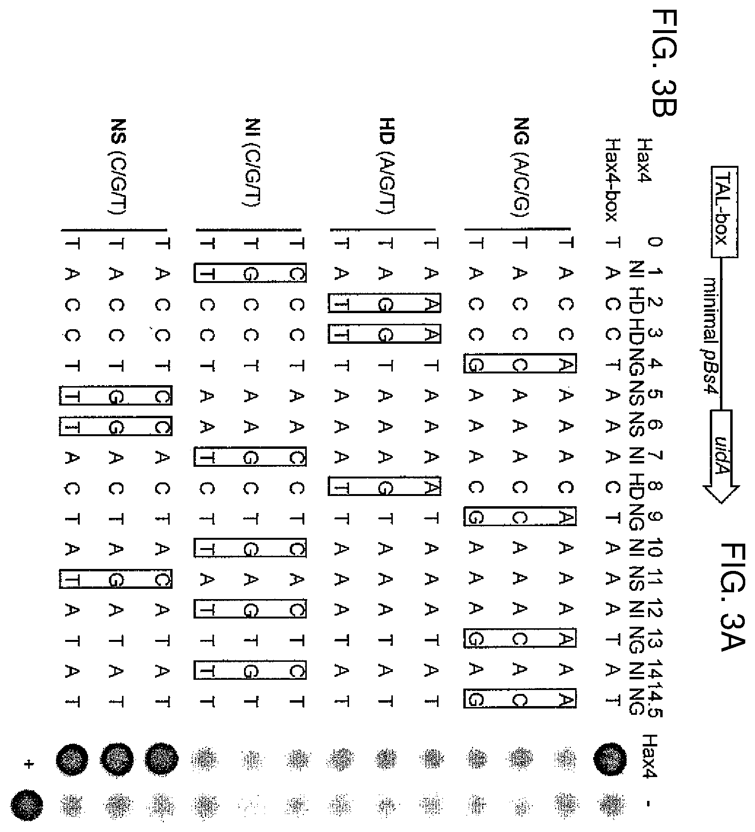 Patent US12612435 Figure 3 – Modular DNA-binding domains and methods of use