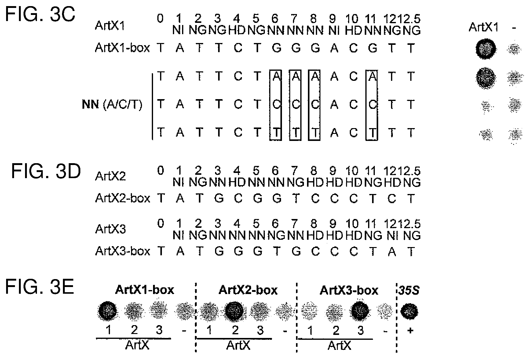 Patent US12612435 Figure 4 – Modular DNA-binding domains and methods of use