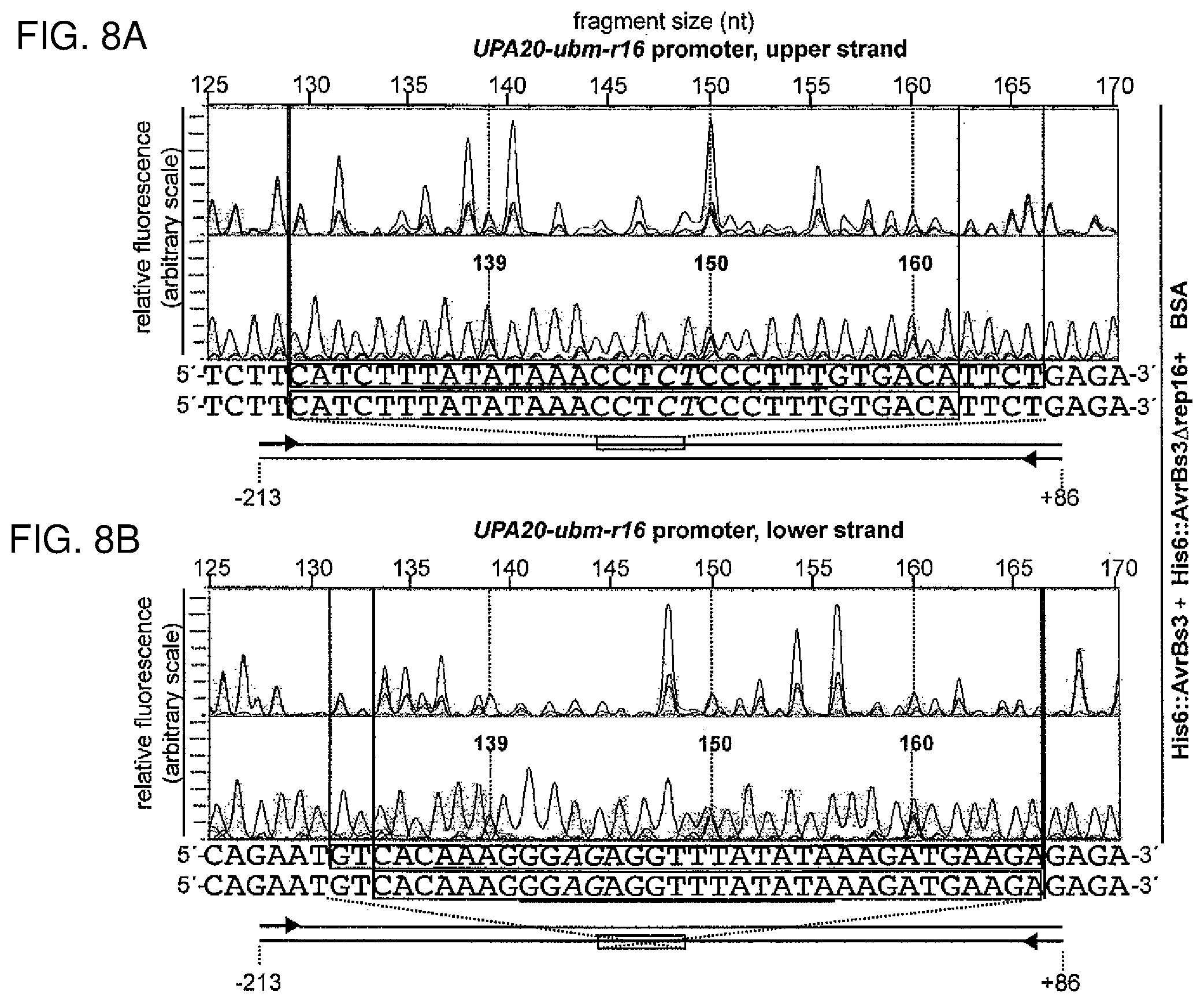 Patent US12612435 Figure 11 – Modular DNA-binding domains and methods of use