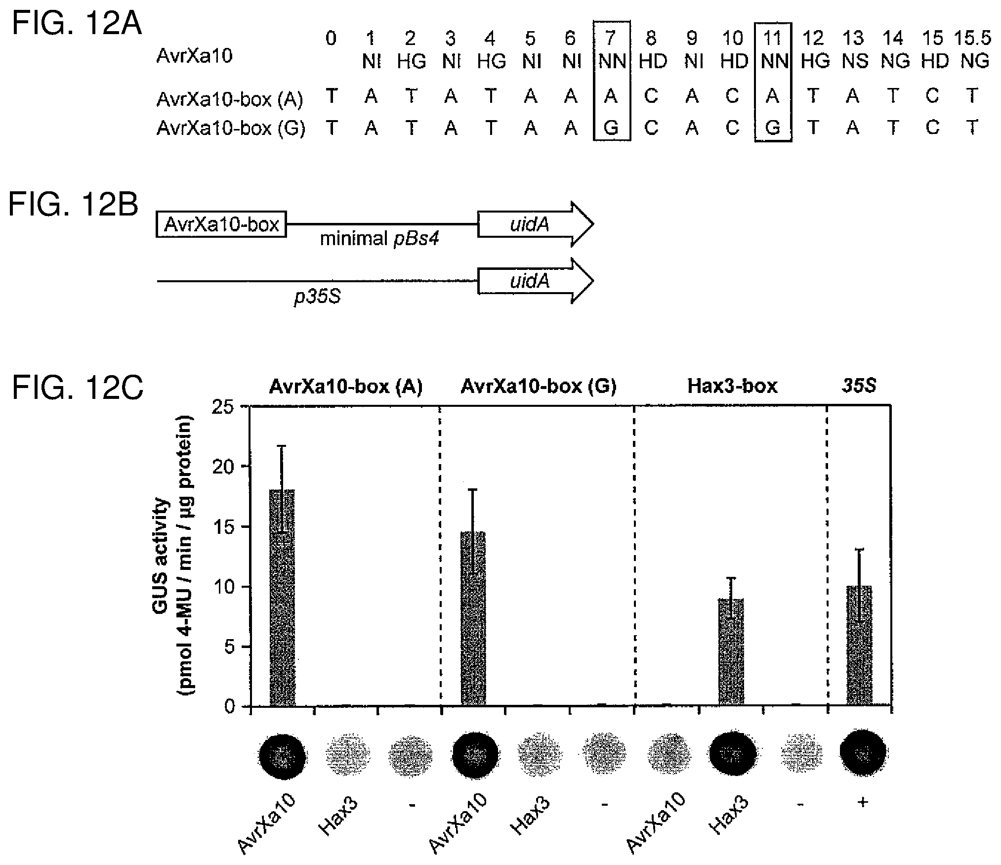 Patent US12612435 Figure 15 – Modular DNA-binding domains and methods of use