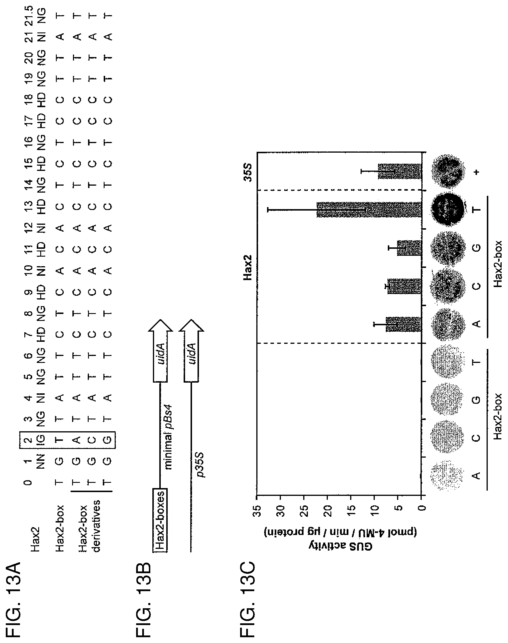 Patent US12612435 Figure 16 – Modular DNA-binding domains and methods of use