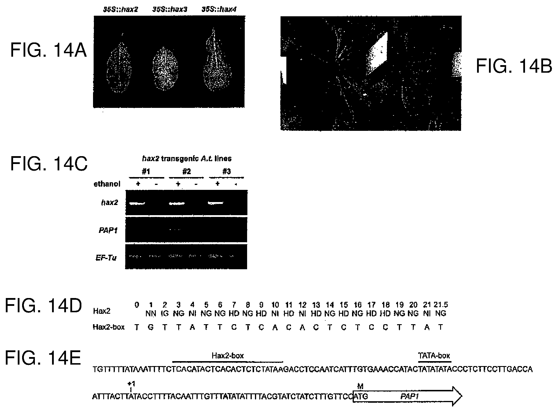 Patent US12612435 Figure 17 – Modular DNA-binding domains and methods of use