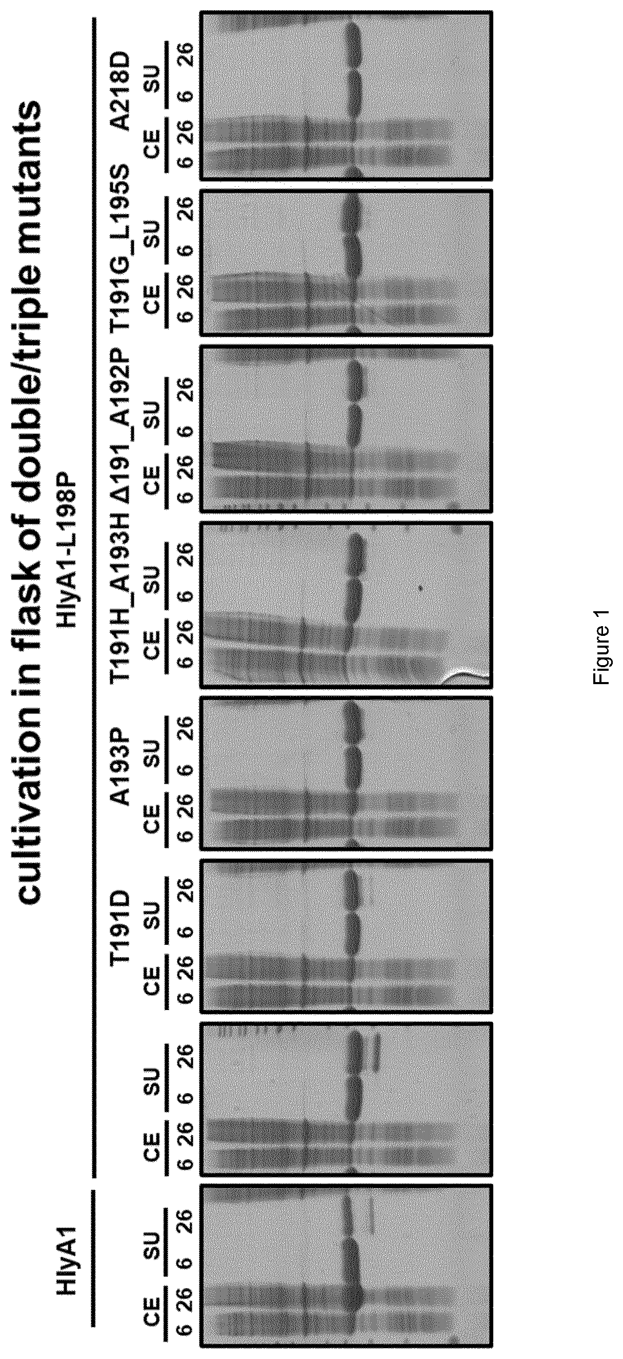 Patent US12612436 Figure 1 – Variants of hlya and uses thereof