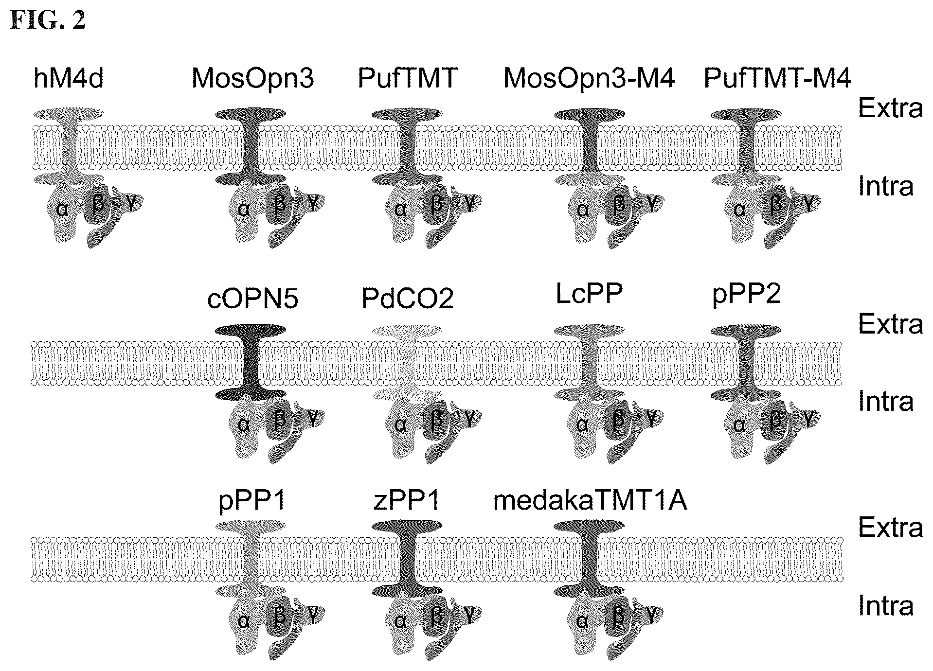 Patent US12612438 Figure 4 – Bistable type II opsins and uses thereof