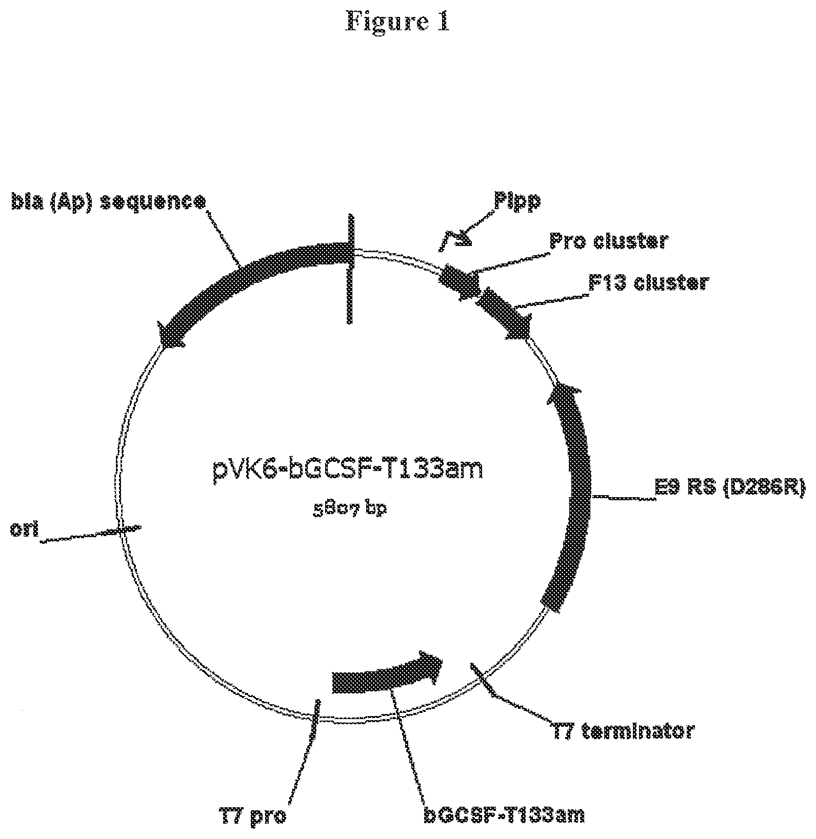 Patent US12612440 Figure 1 – Modified bovine G-CSF polypeptides and their uses