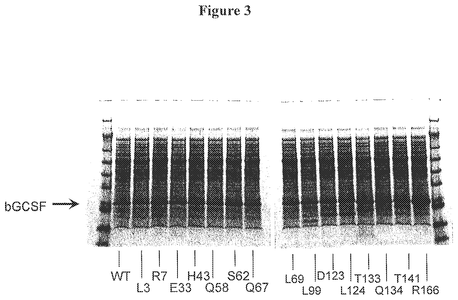 Patent US12612440 Figure 3 – Modified bovine G-CSF polypeptides and their uses